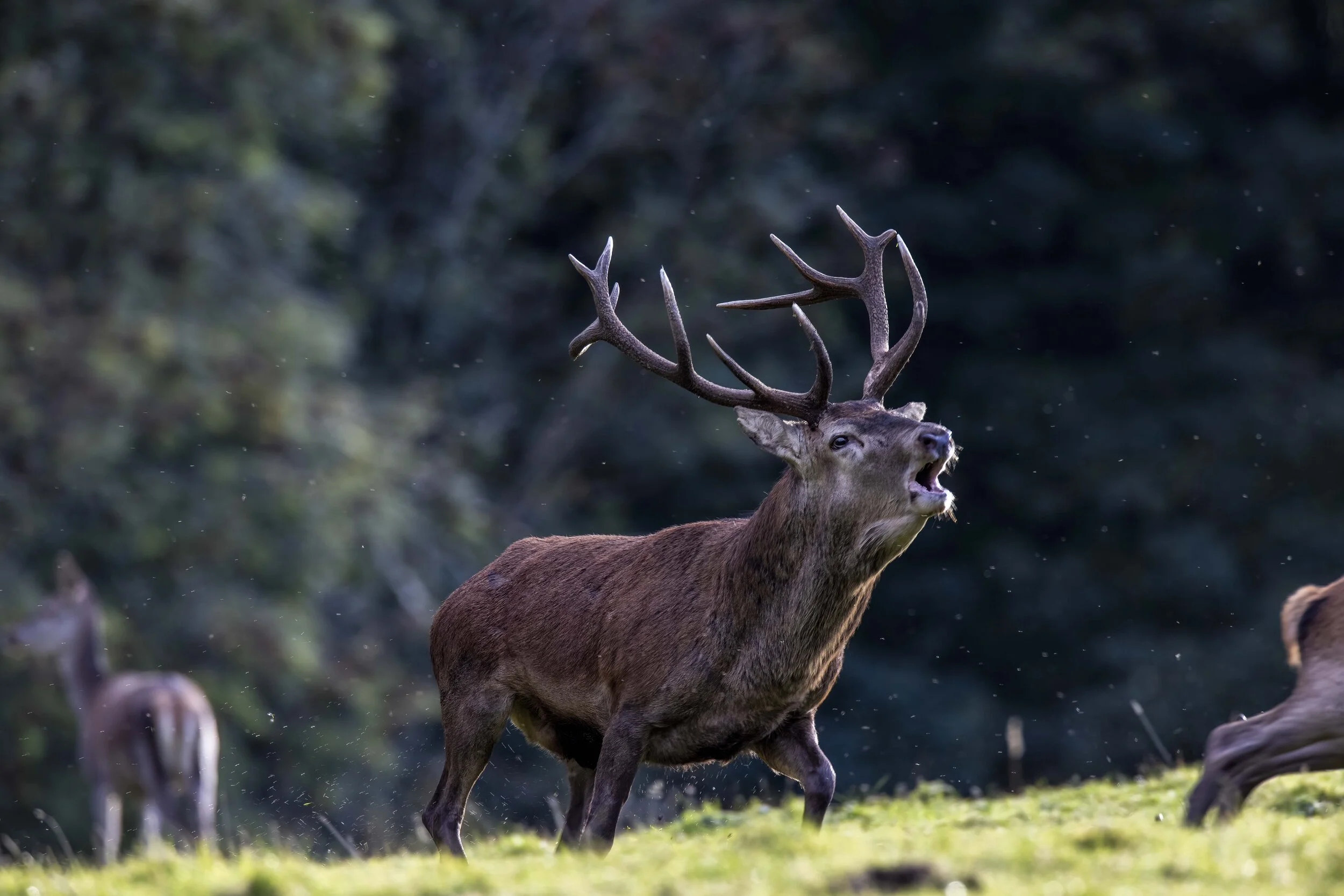 Red Stag on the Run 1 Small.jpg