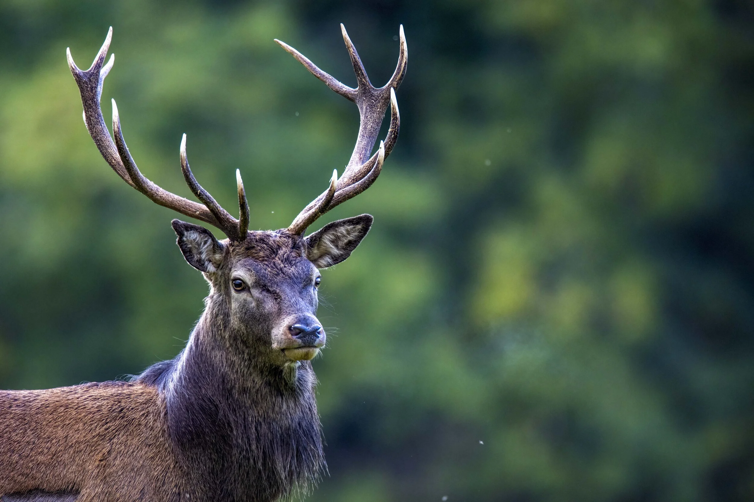 Red Stag Portrait 1 Small.jpg