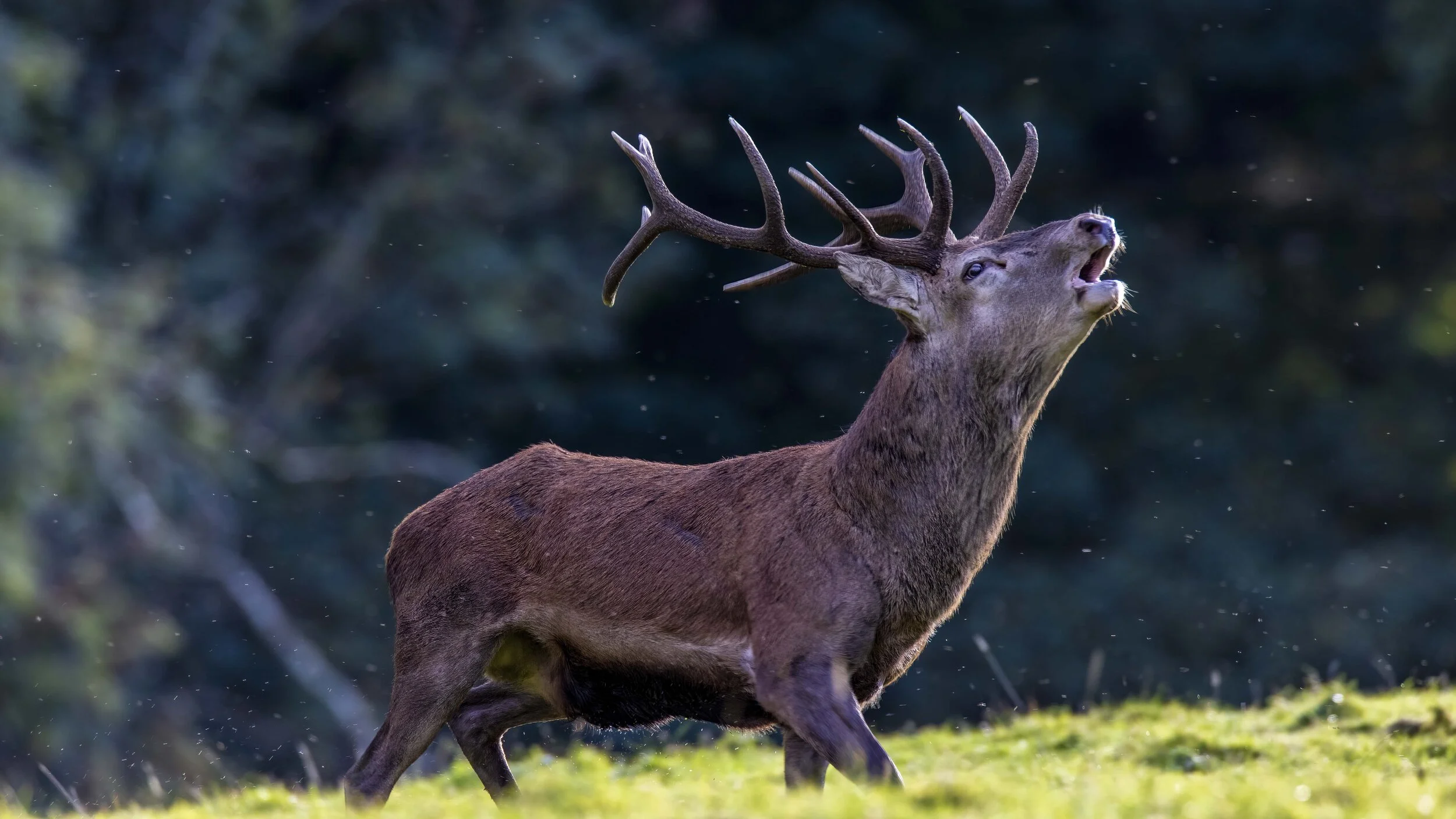 Red Stag Roar 1 Small.jpg