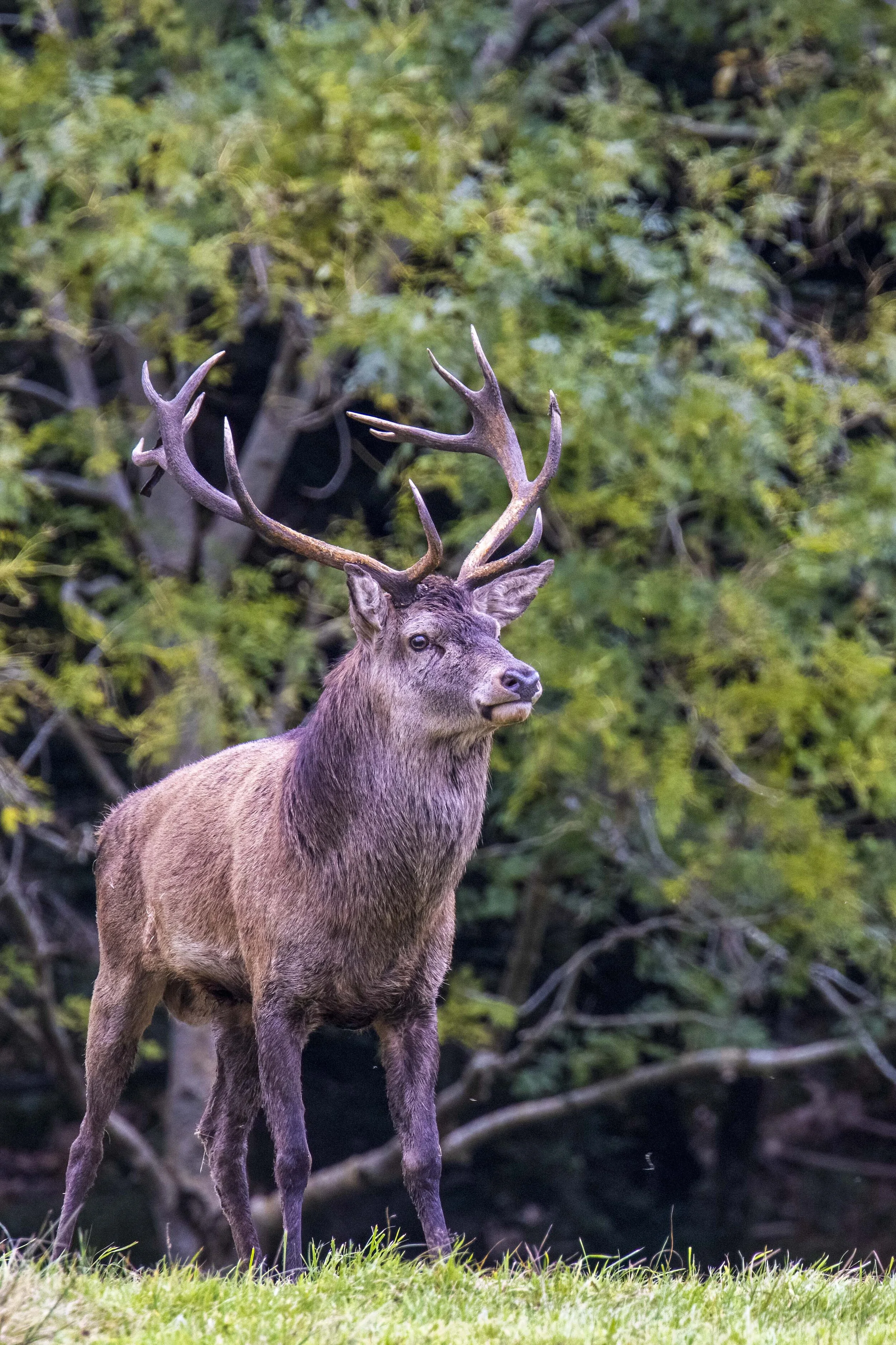 Red Stag Standing Small.jpg