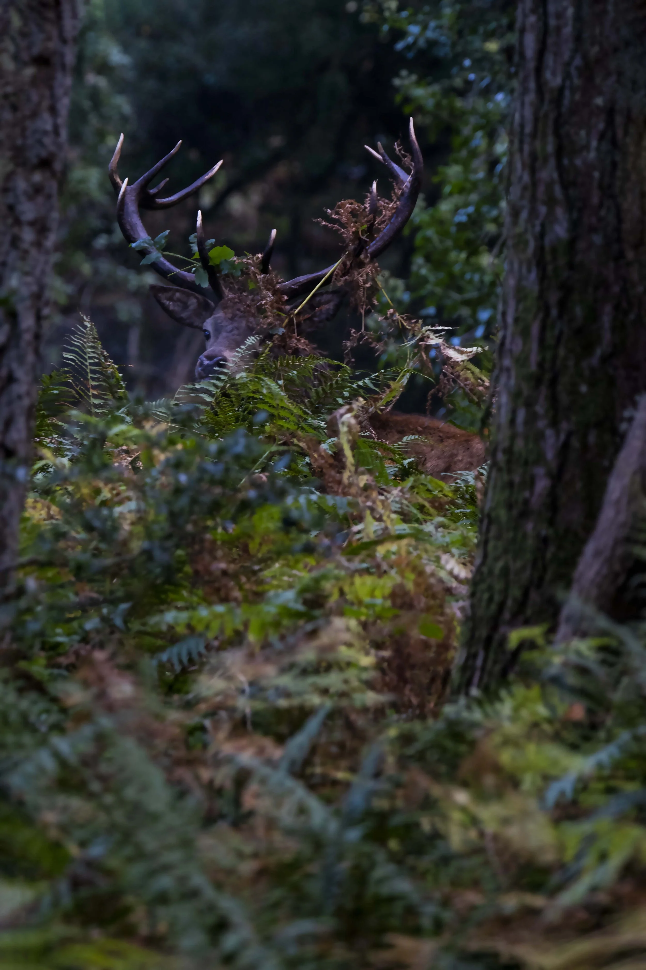 Red Stag with Ferns on Antlers 2 Small.jpg