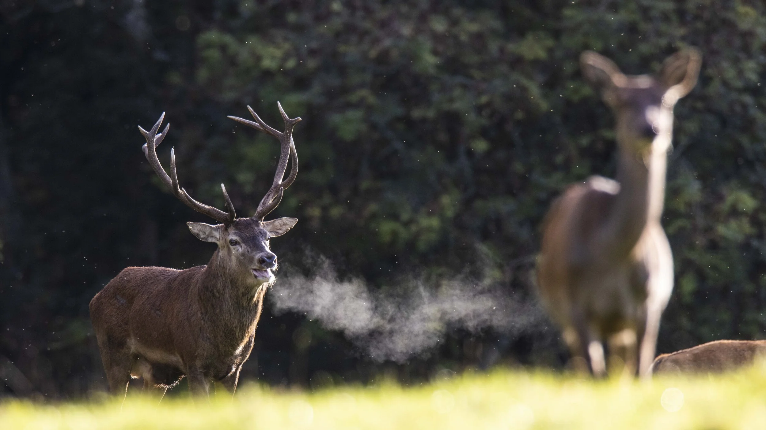 A cloud of breath rises in the crisp morning air as a stag approaches. Winter whispers through the trees, but the fire in his eyes burns on.