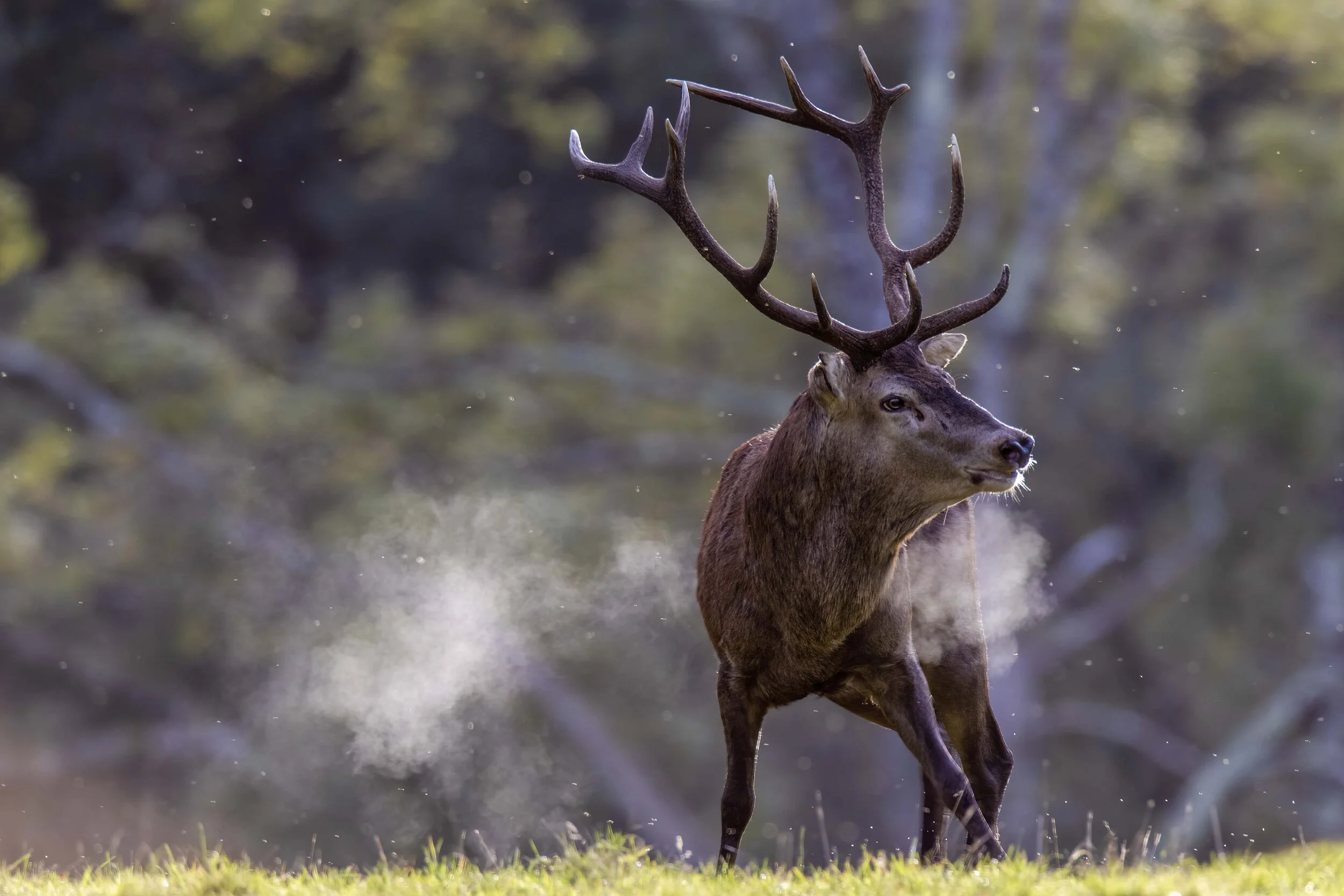 Stags Breath 3 Small.jpg