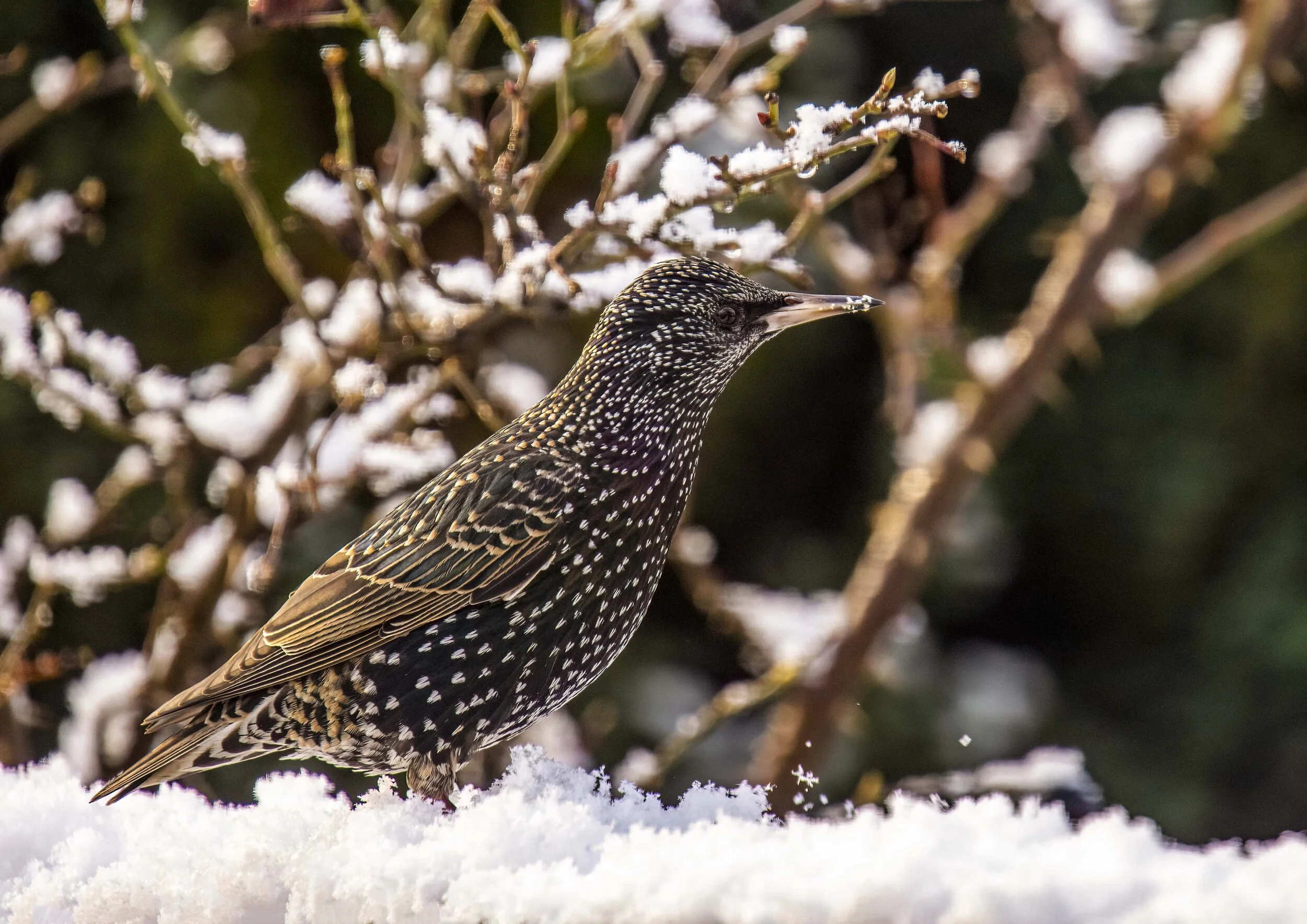 Starling in the Snow small.jpg