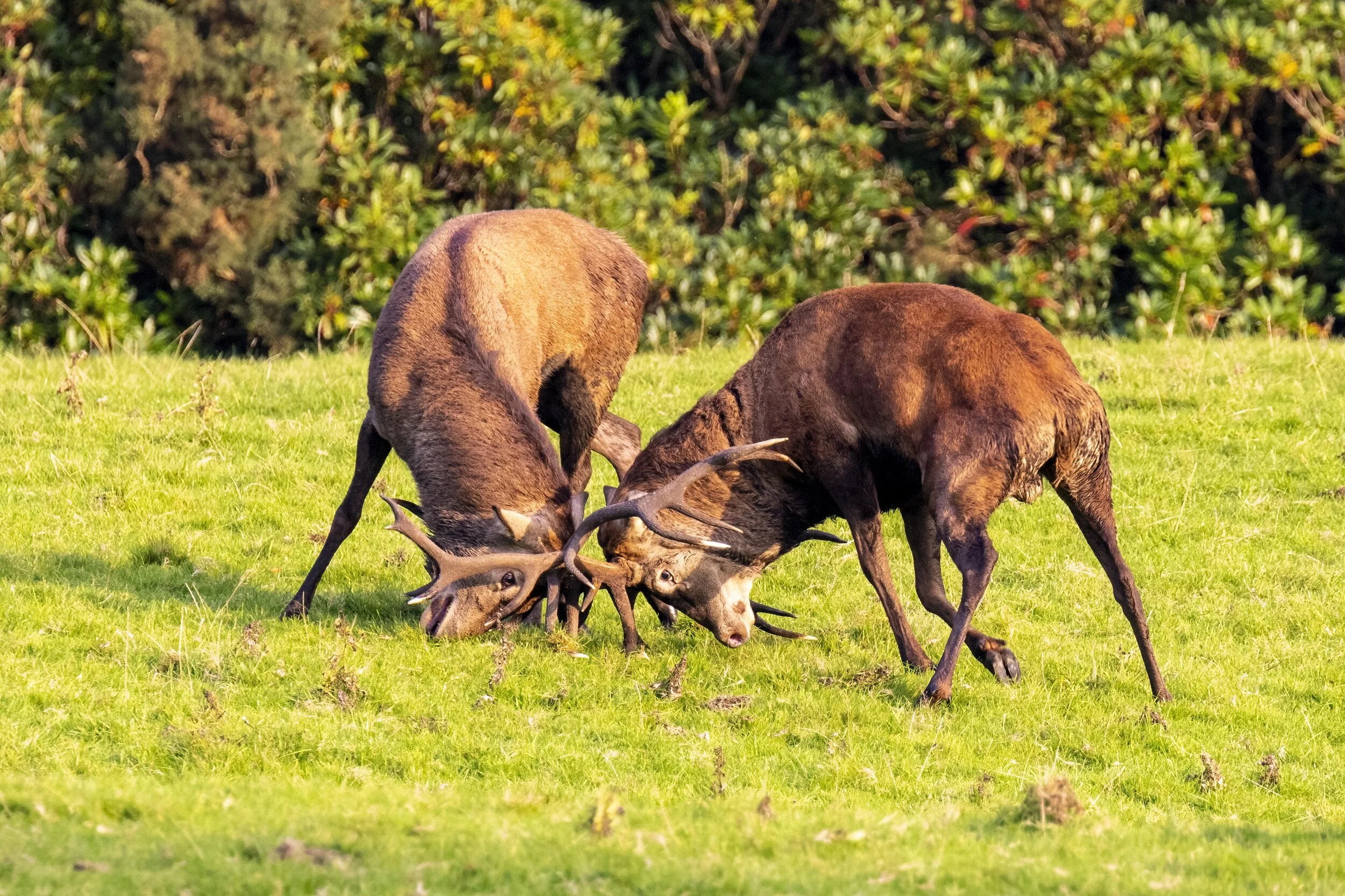 Stags Fighting 2 Small.jpg