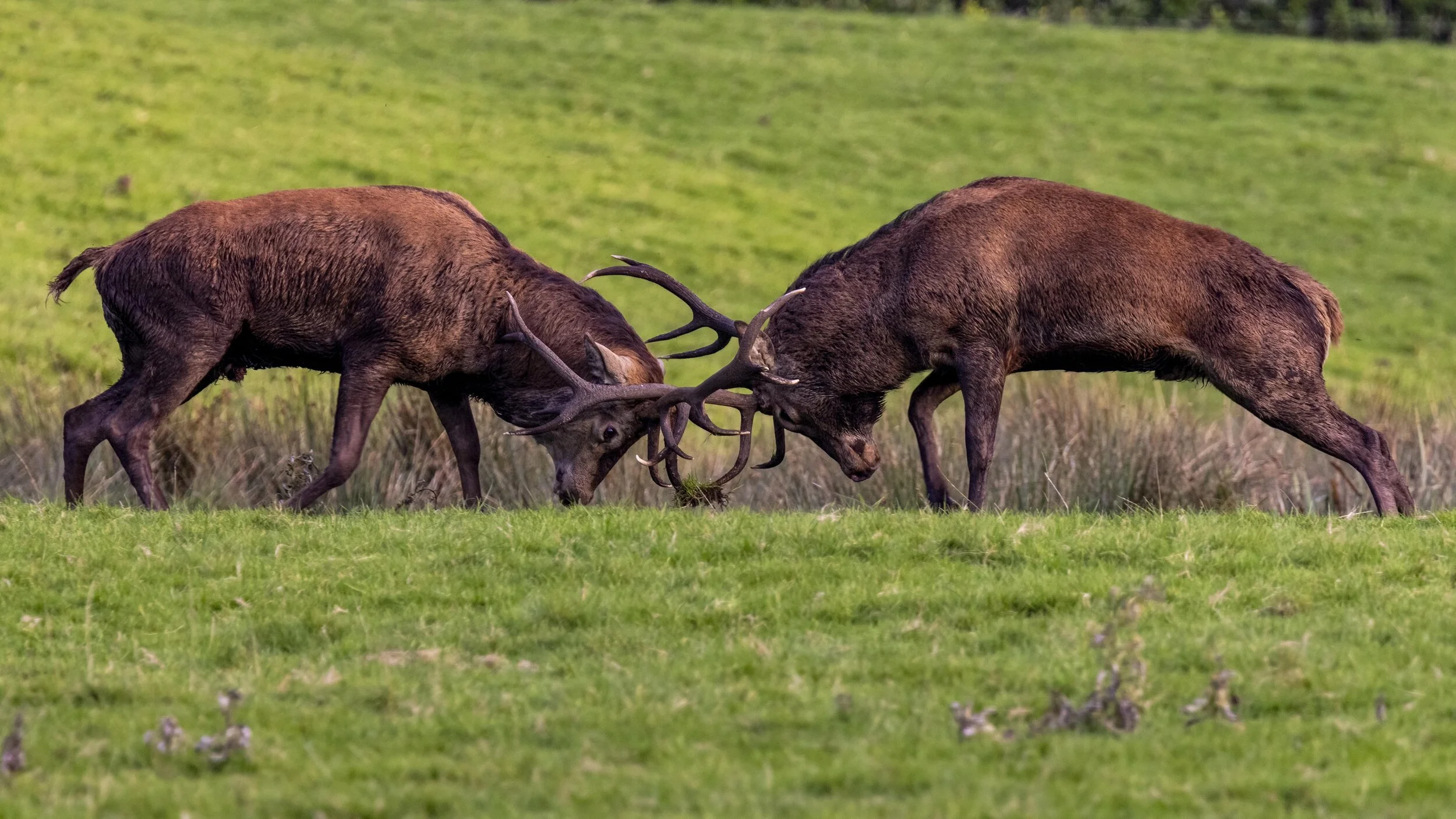 Locked antlers and thunderous strides—the roar of rivalry echoes across the field. Two stags meet in ritual battle, ancient instincts written in every muscle.