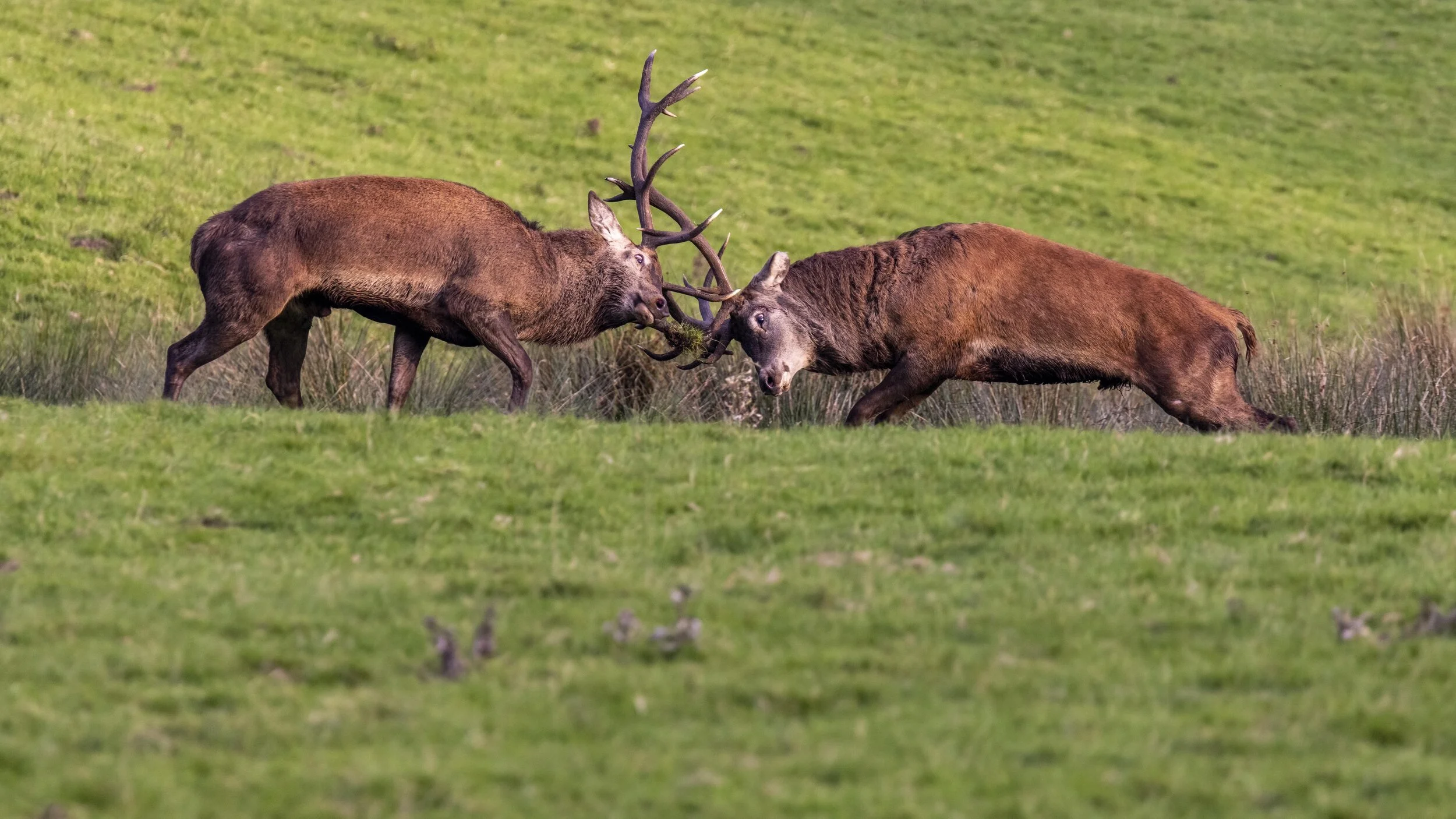 Stags Fighting 3 Small.jpg