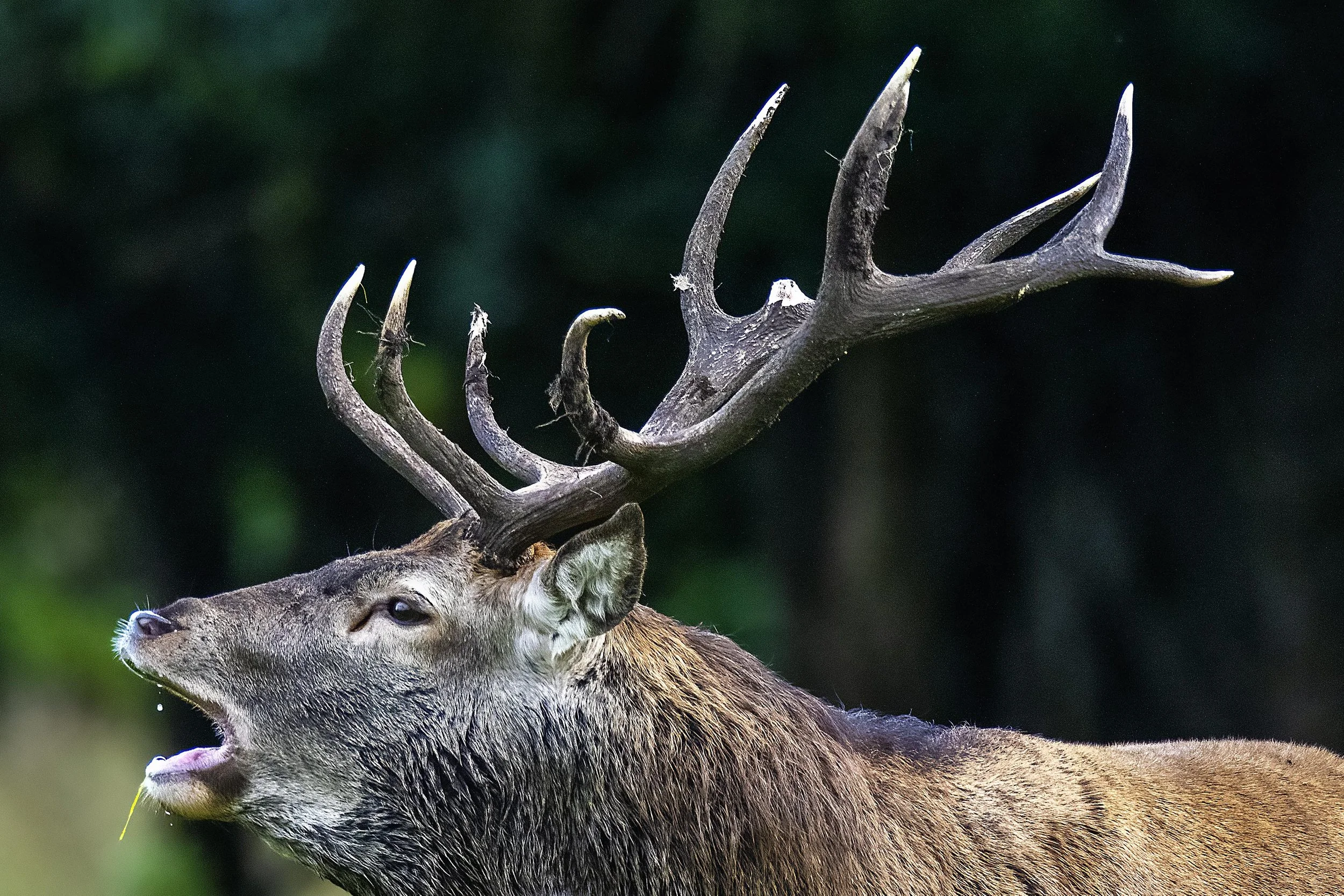 Dribbling deer Small.jpg