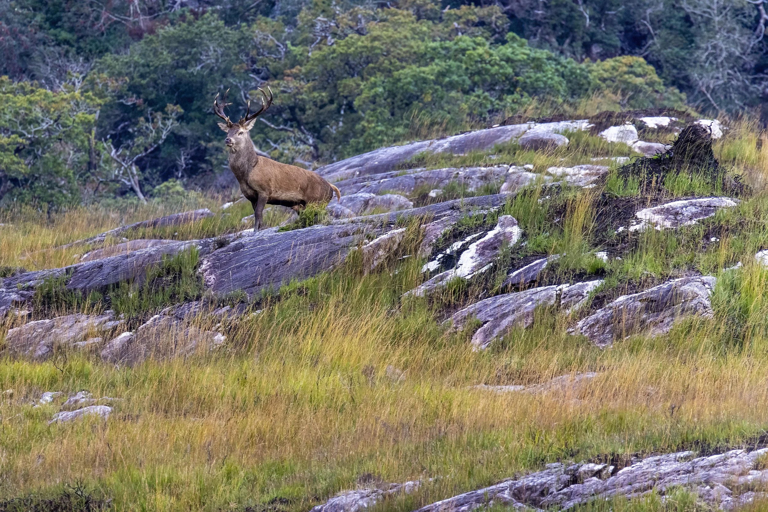 Monarch of the Glen 2 Small.jpg