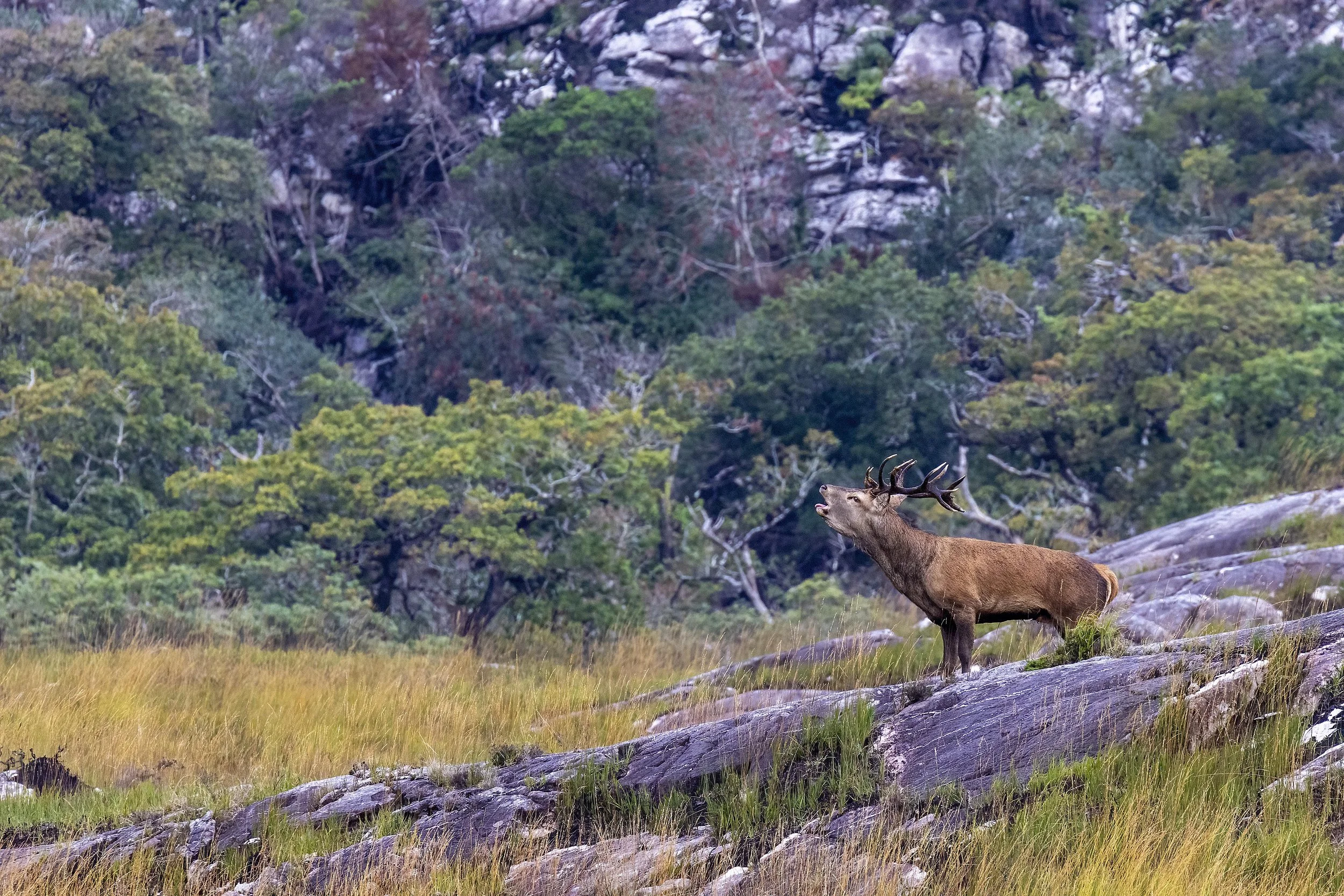 Monarch of the Glen Small.jpg