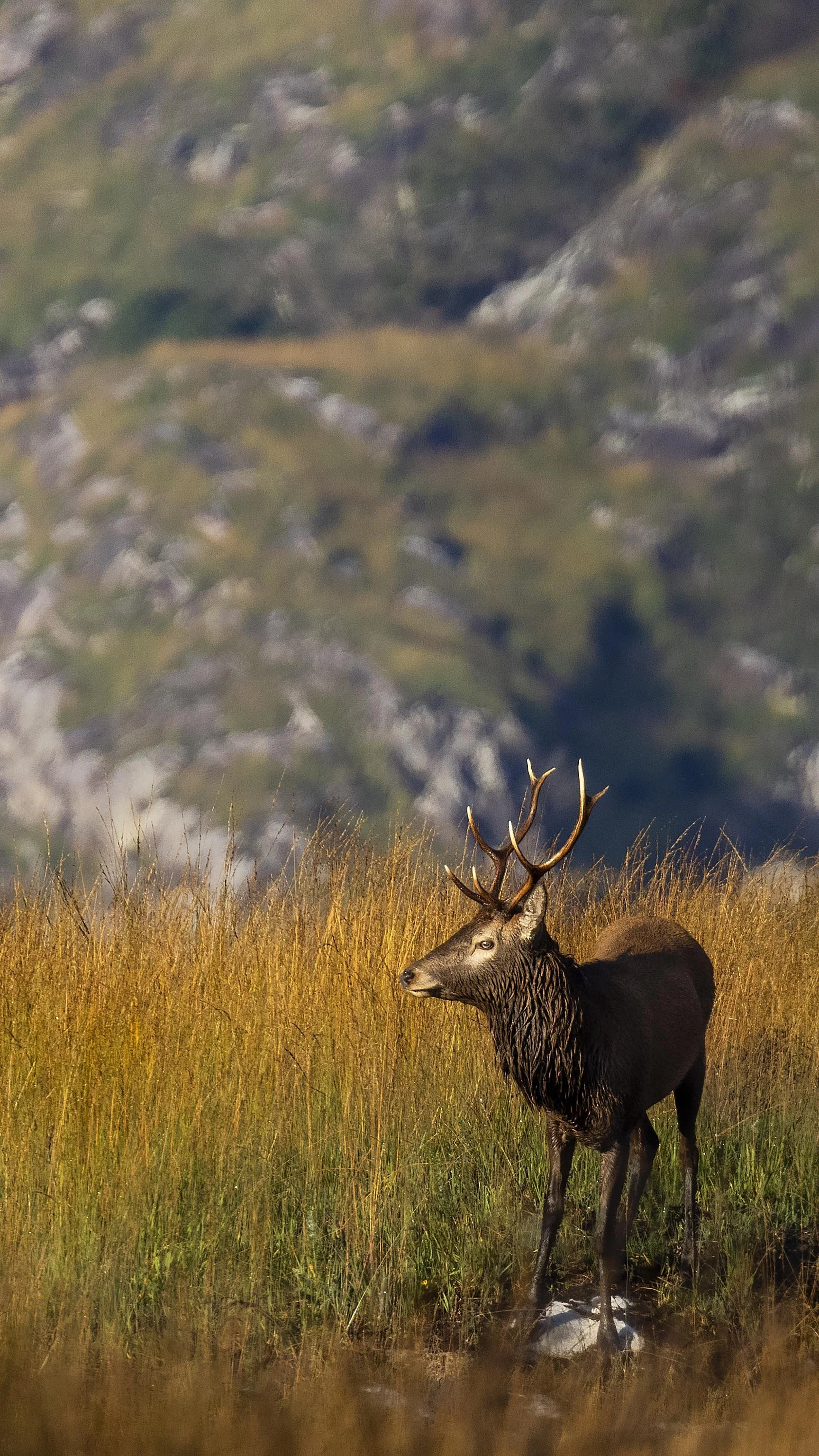 Red Deer in the Mountains Small.jpg