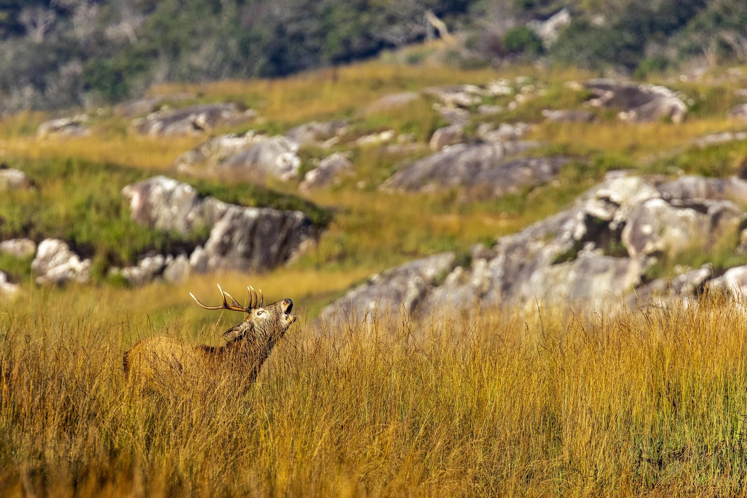 Mountain Stag Roar Small.jpg