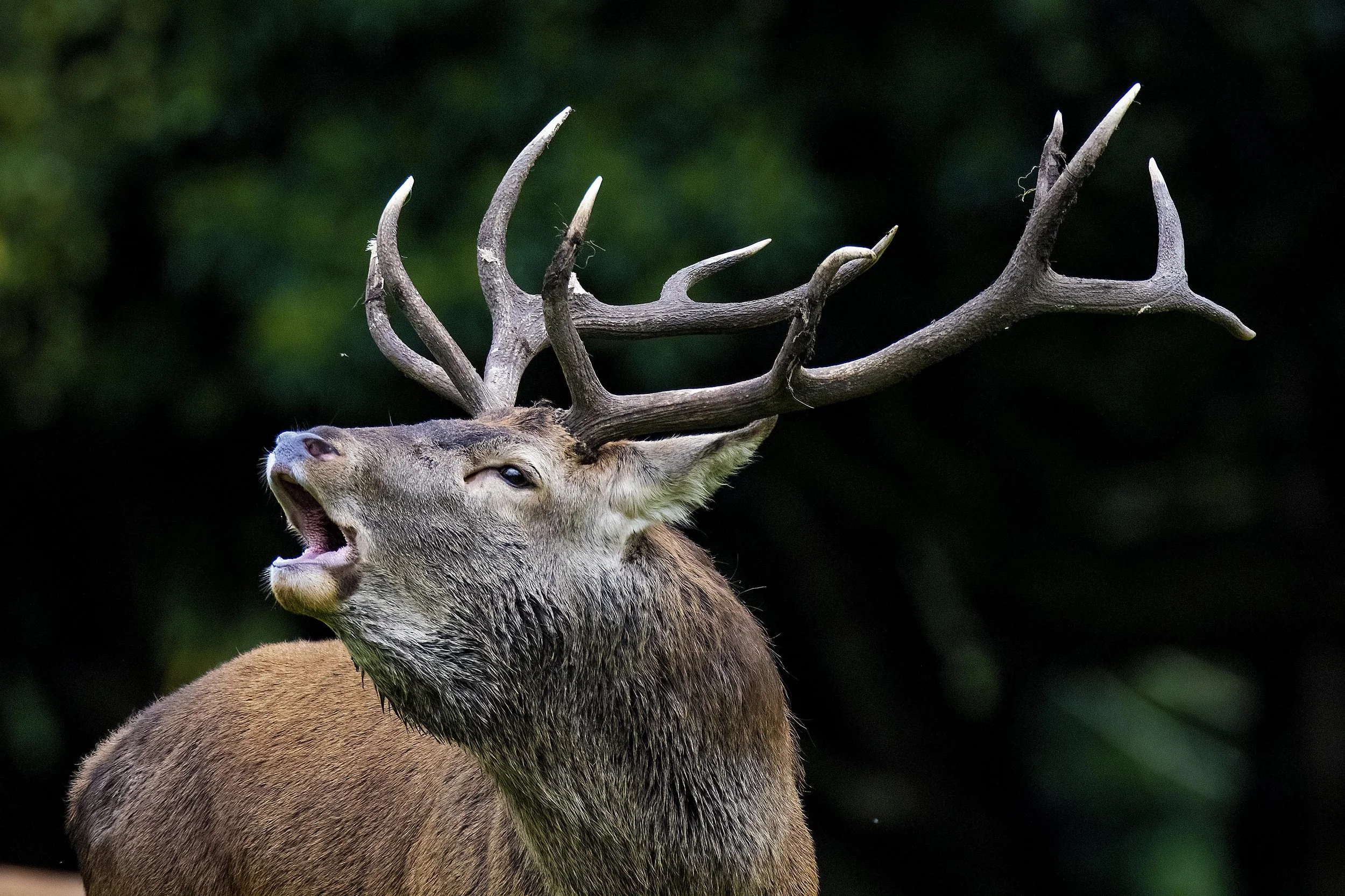 Red deer Roar 1 Small.jpg