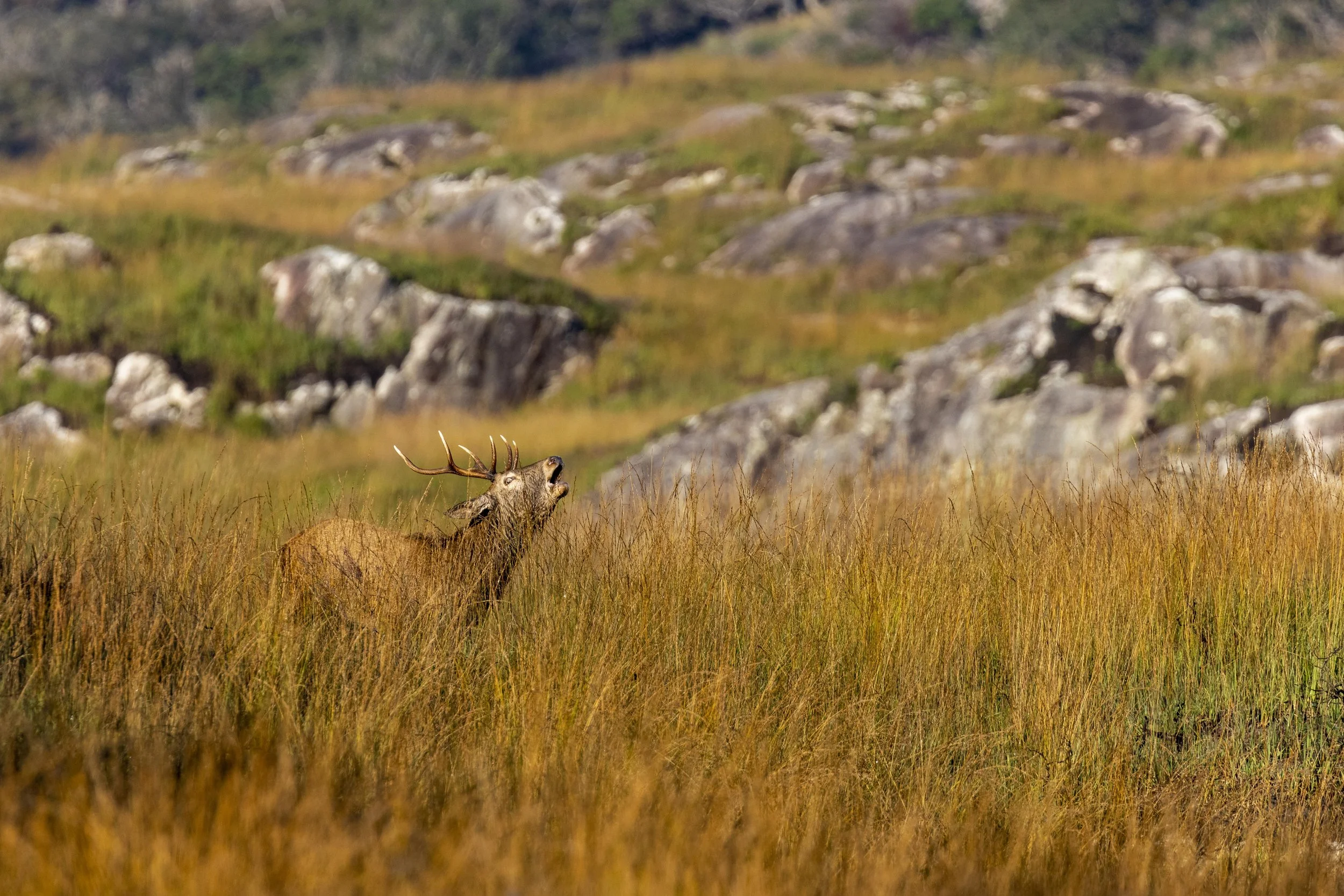 Red Stag in the Mountains 2 Small.jpg