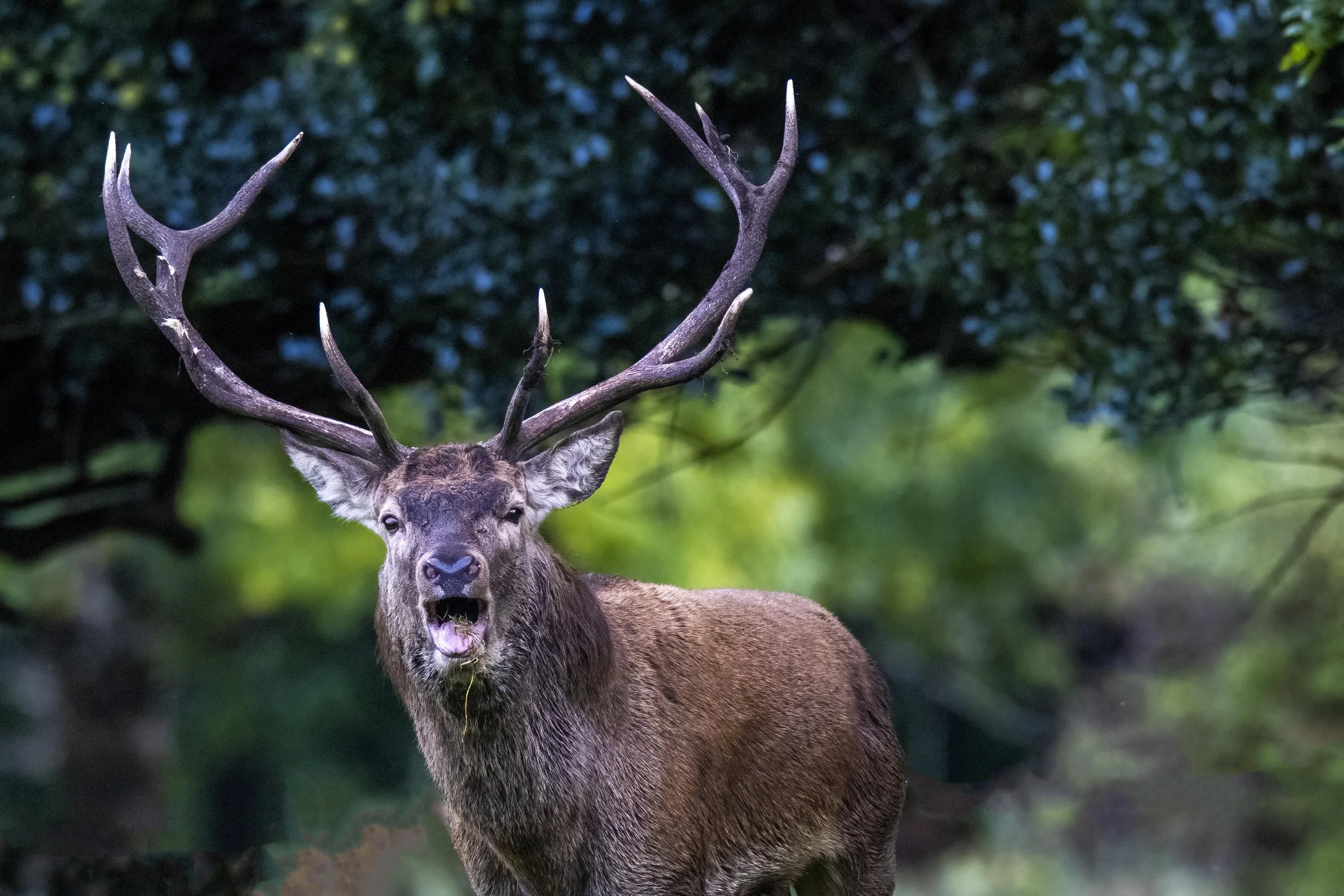 Red Stag Open Mouth Small.jpg