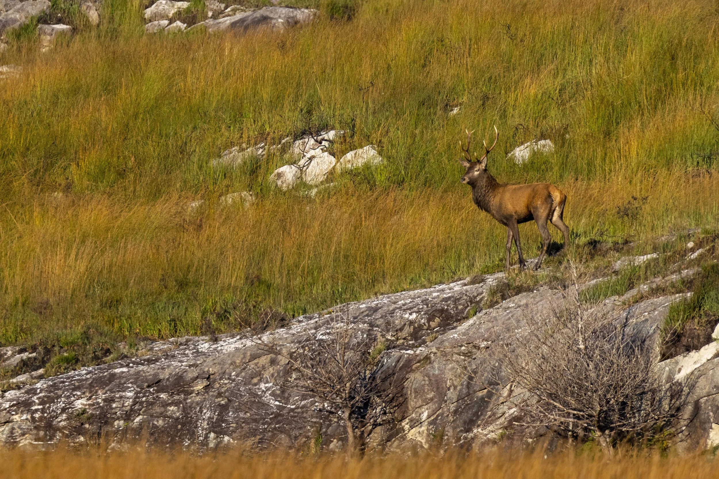 Red Stag in the Mountains1 Small.jpg