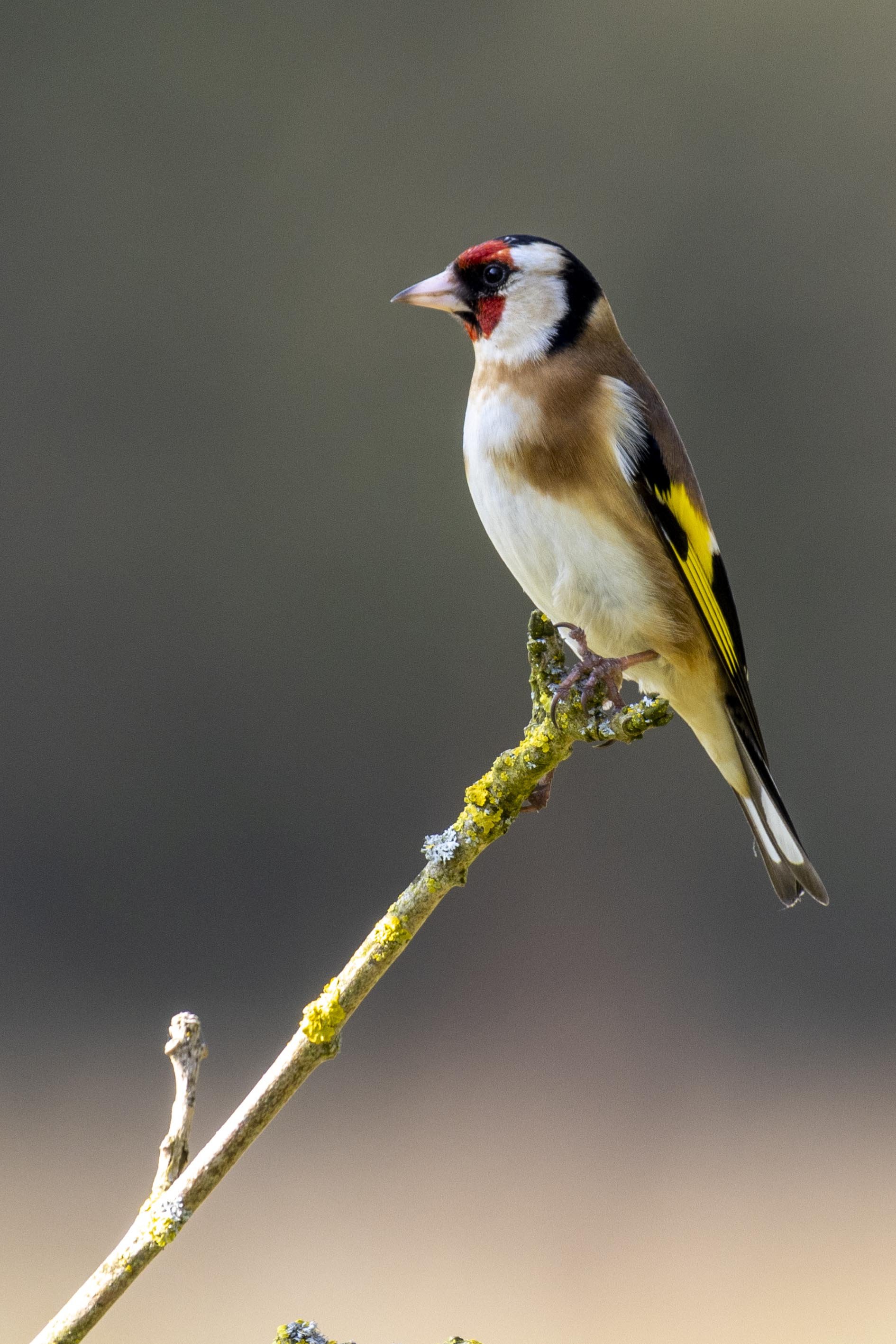 Goldfinch 2 on Branch copy Small.jpg