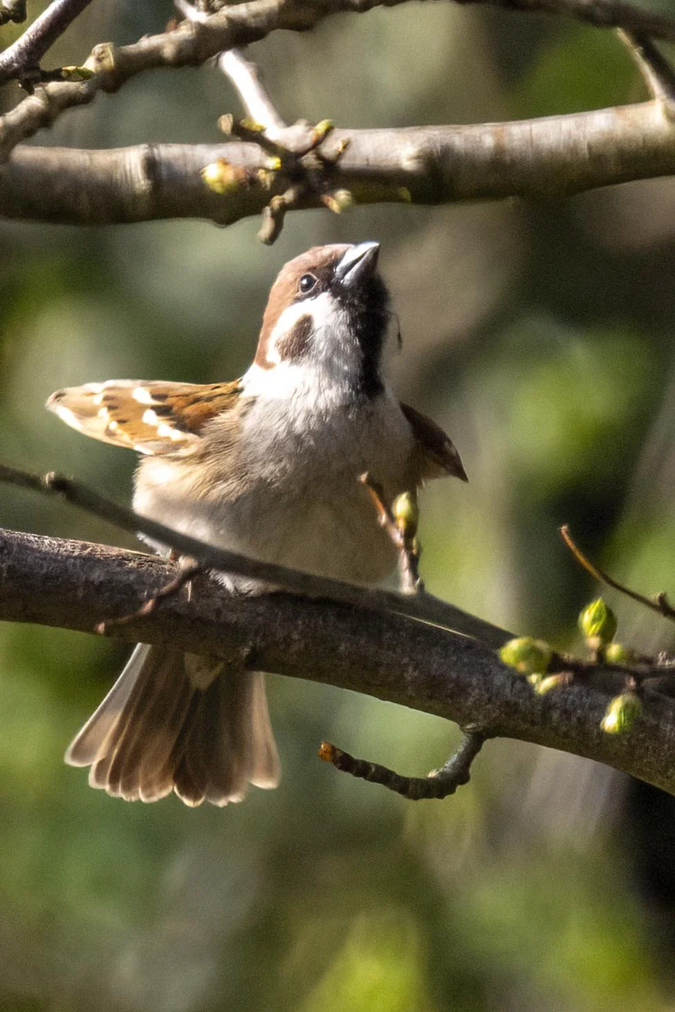Tree Sparrow 1 copy Small.jpg