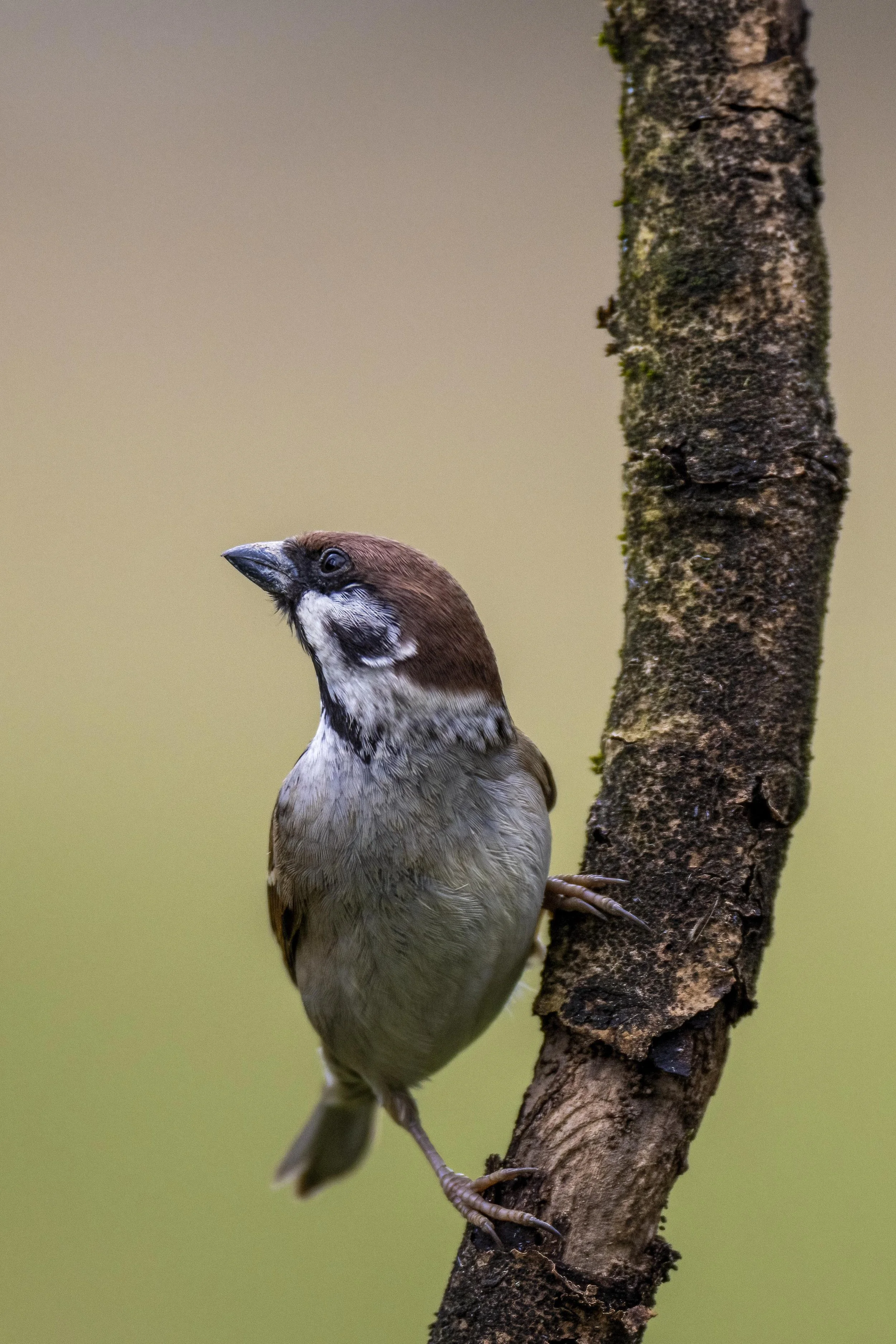 Tree Sparrow 1 Small.jpg