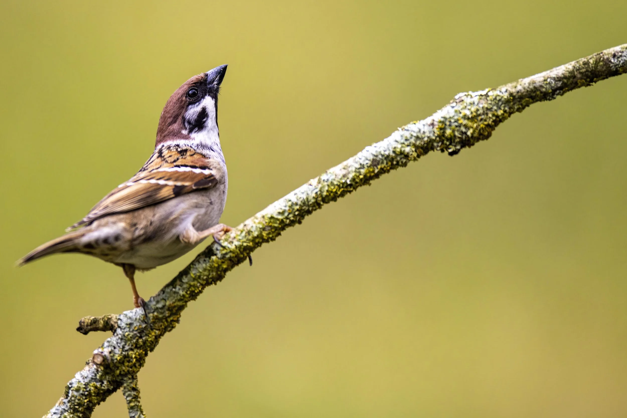 Tree Sparrow 3 Small.jpg