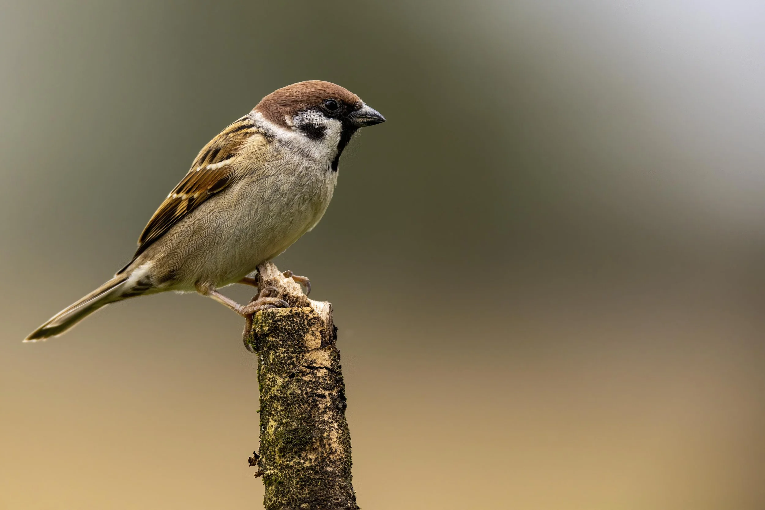 Tree Sparrow 5 Small.jpg