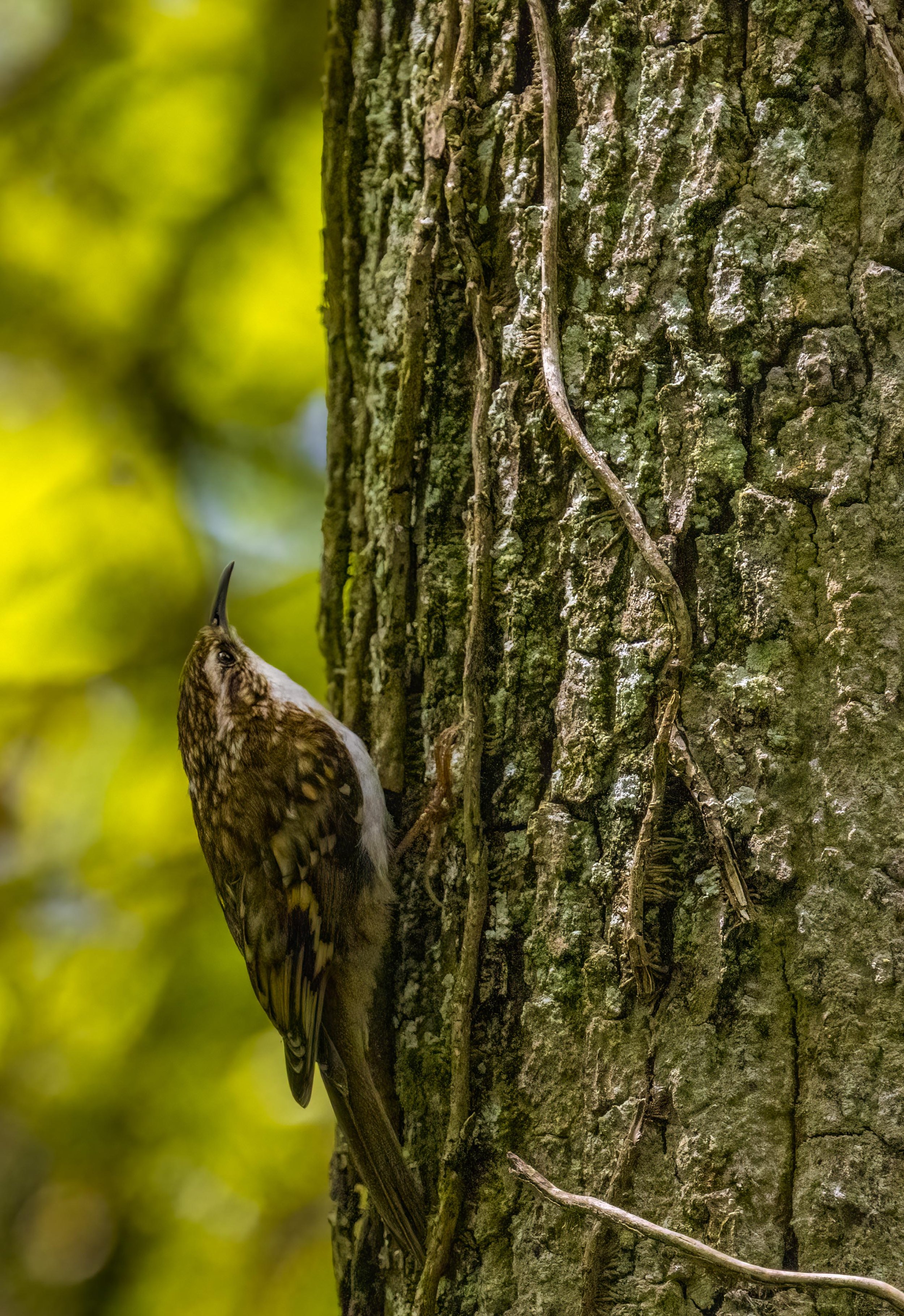 Tree Creeper 1 Small.jpg
