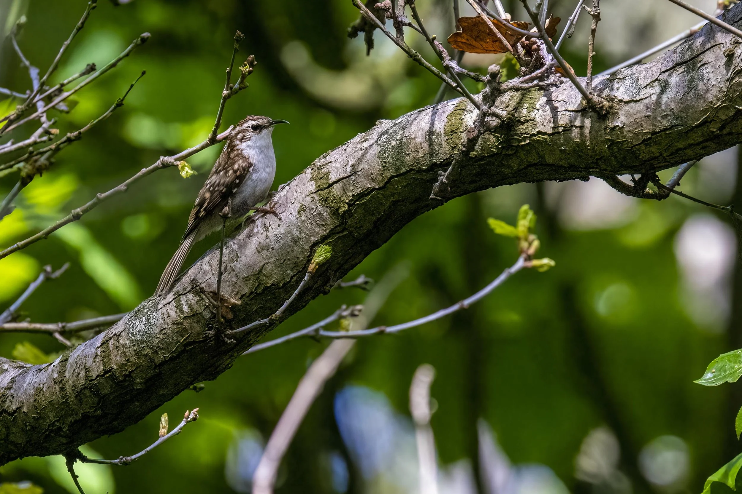 Tree Creeper 2 Small.jpg