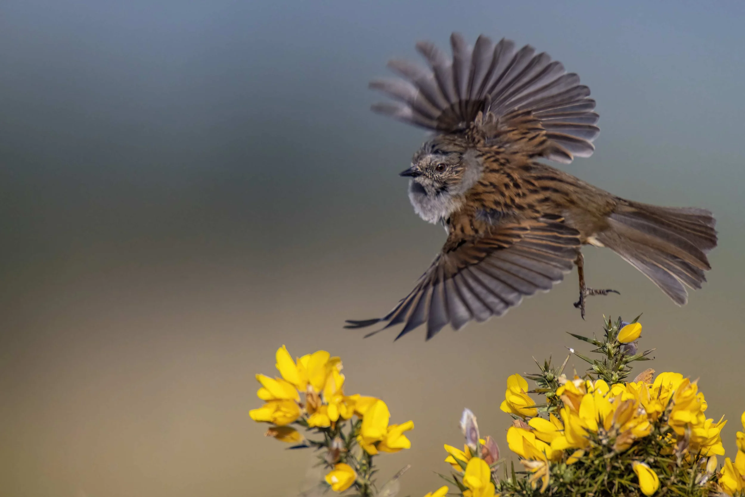 Dunnock taking off
