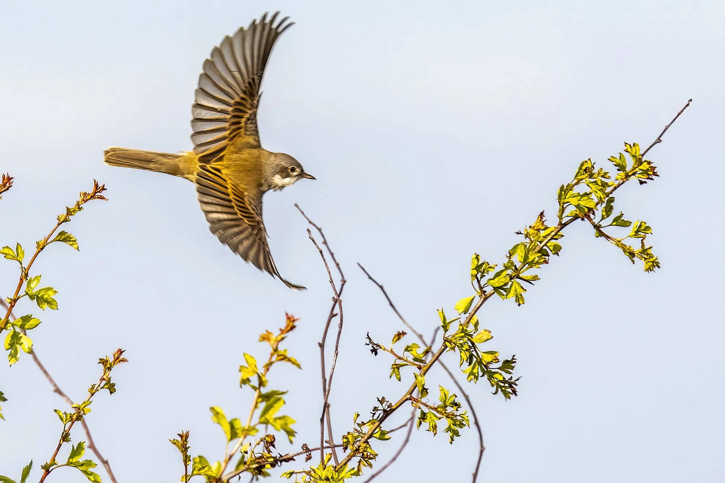 Whitethroat in Flight-Small Jepg.jpeg