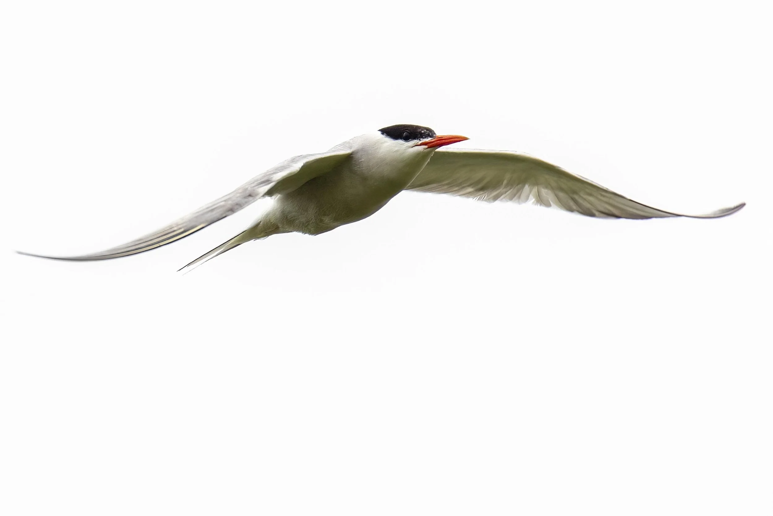 Artic Tern in Flight 1 Small.jpg