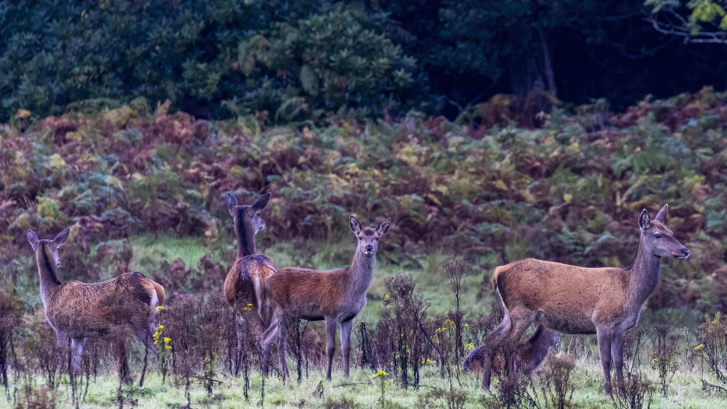 Red Hinds and Calves Small.jpg