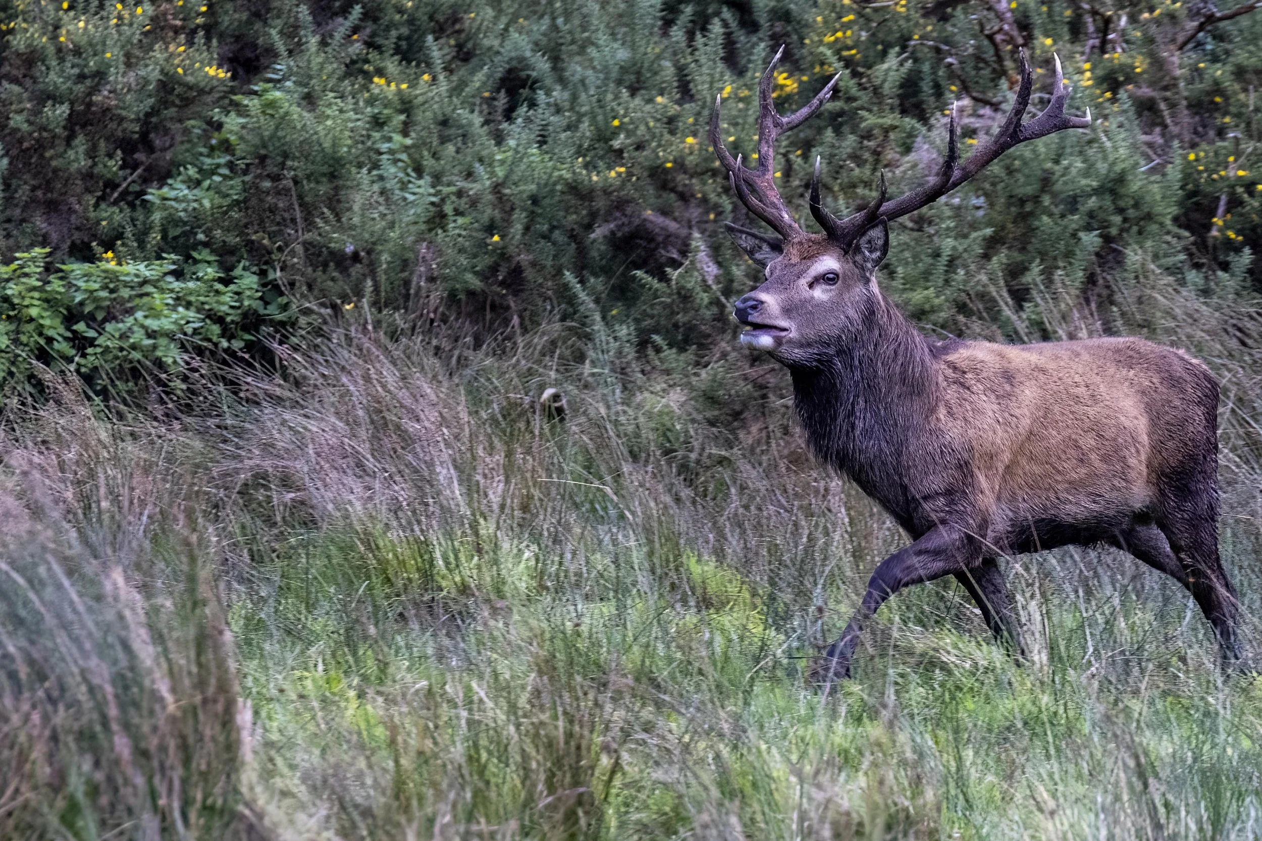 Stag from the Wallow Small.jpg