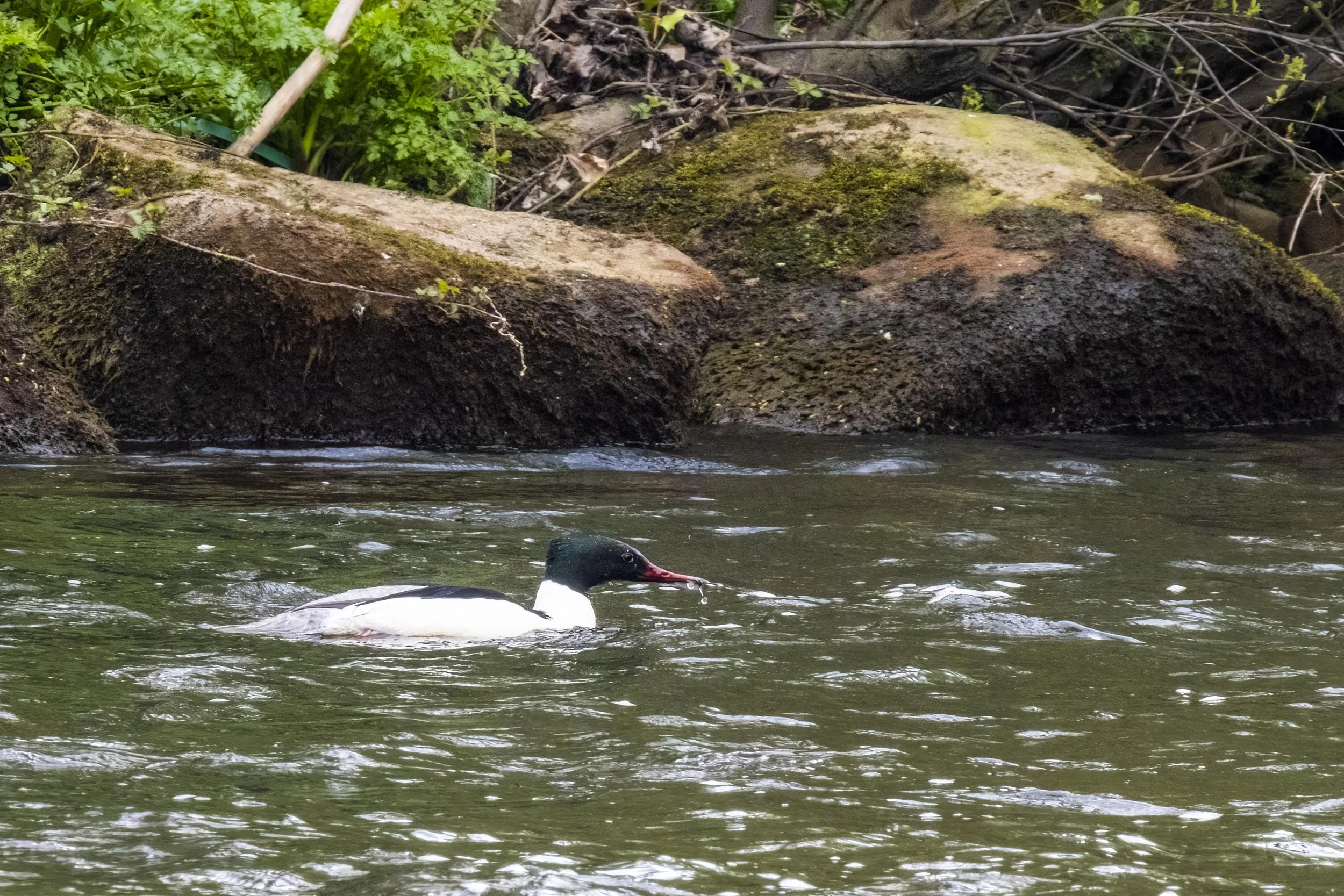 Goosander  Small.jpg