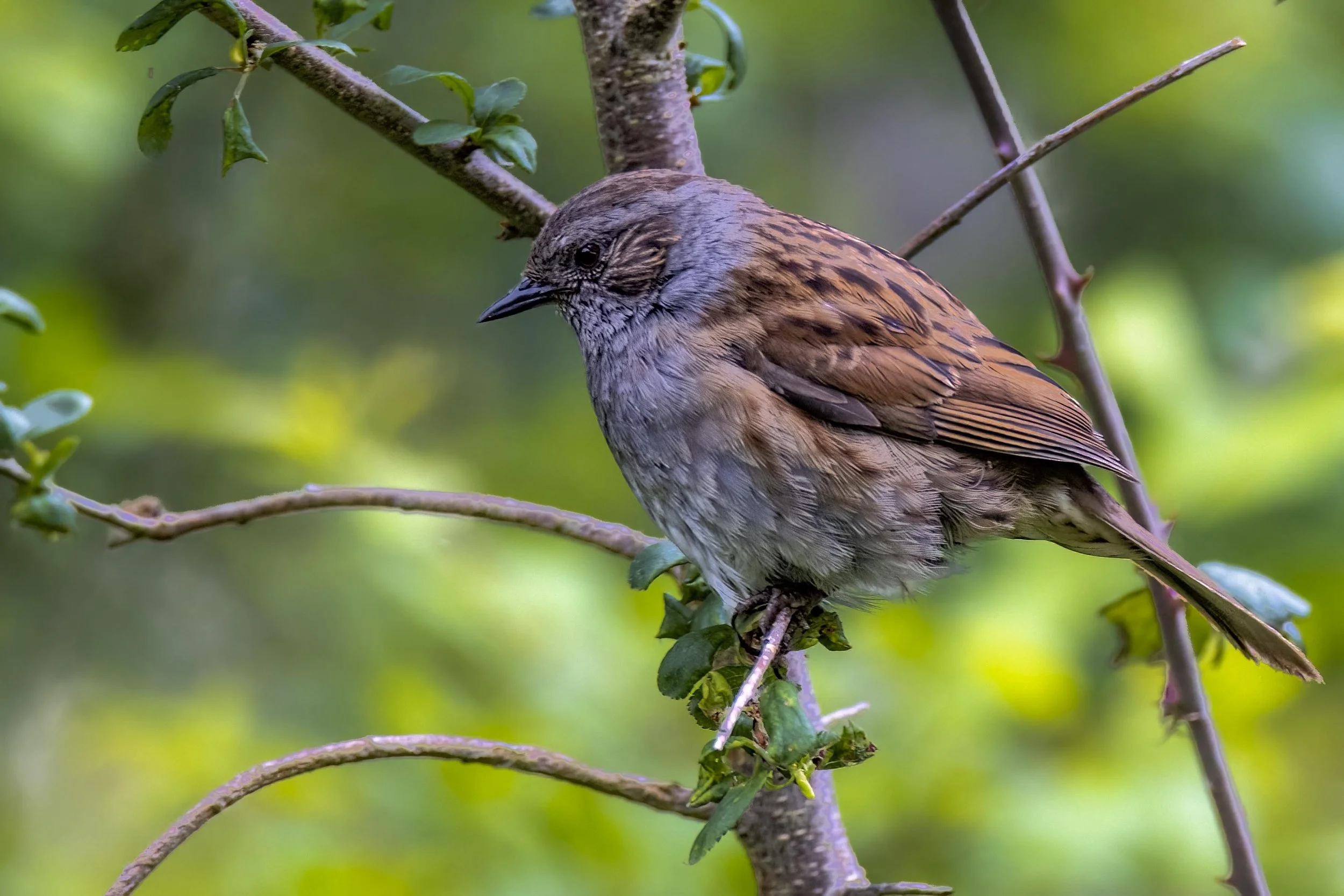 Dunnock on a tree Small.jpg