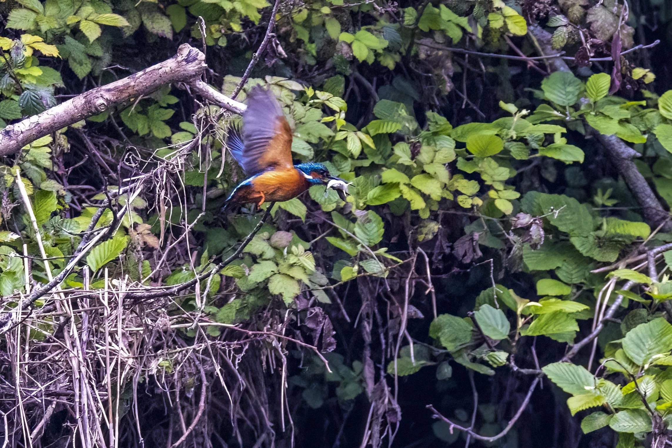 Kingfisher in Flight with a Fish Small.jpg