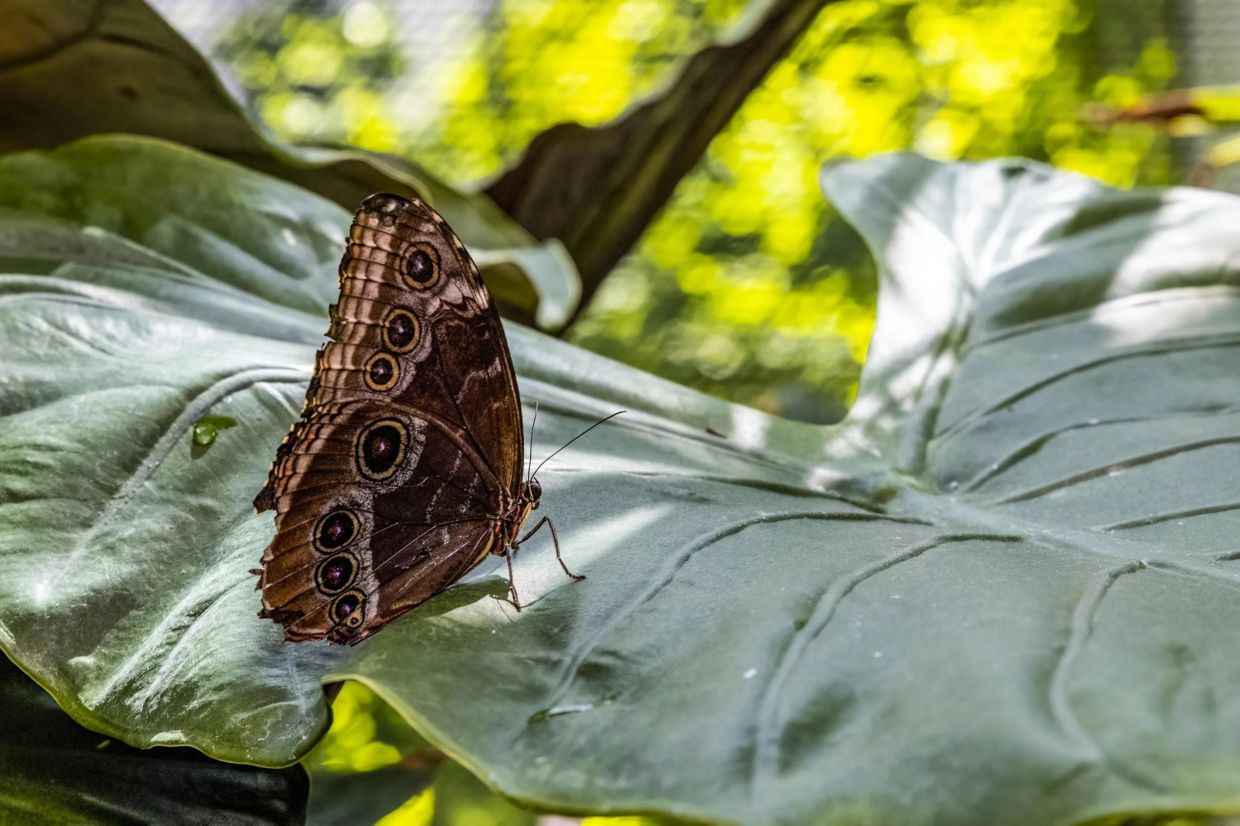 Butterfly 2 Small .jpg