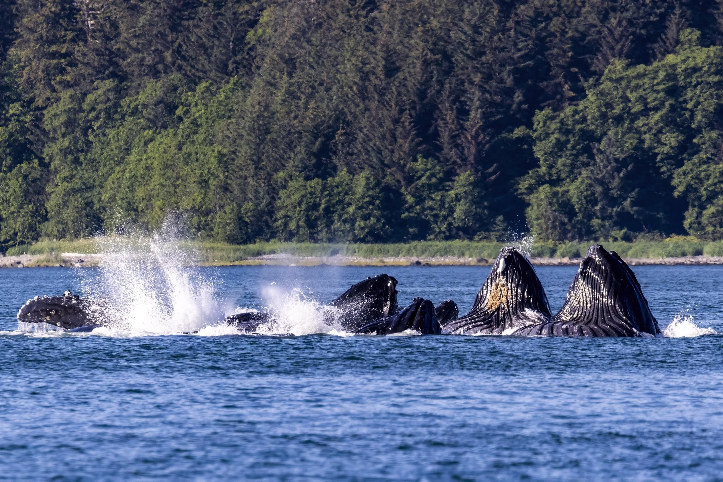 Humpback Whales Bubble Net Feeding in Alaska 3 Small.jpg
