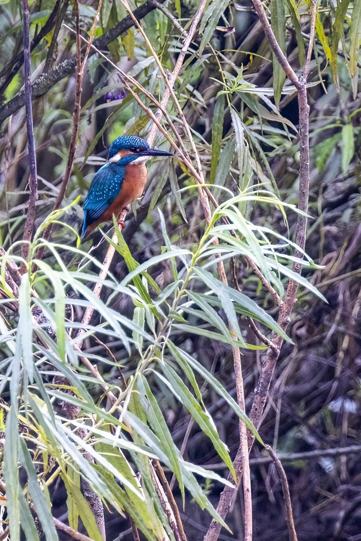 Kingfisher in the Tree Small.jpg