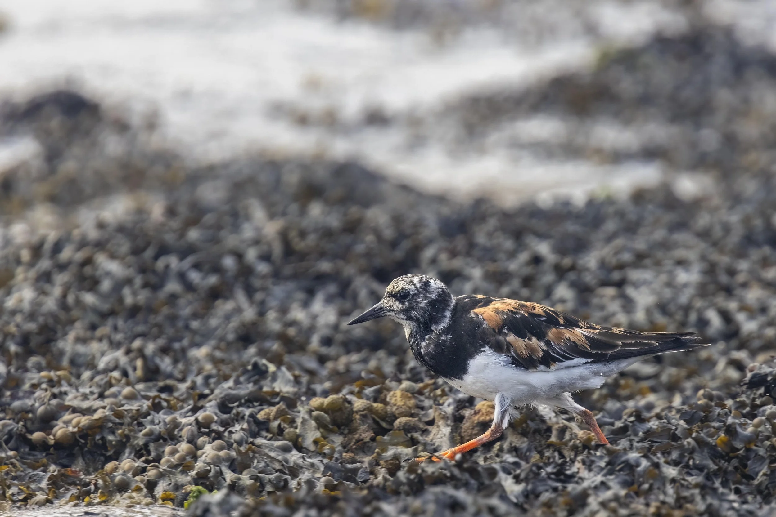 Turnstone searching in the Seaweed Small.jpg