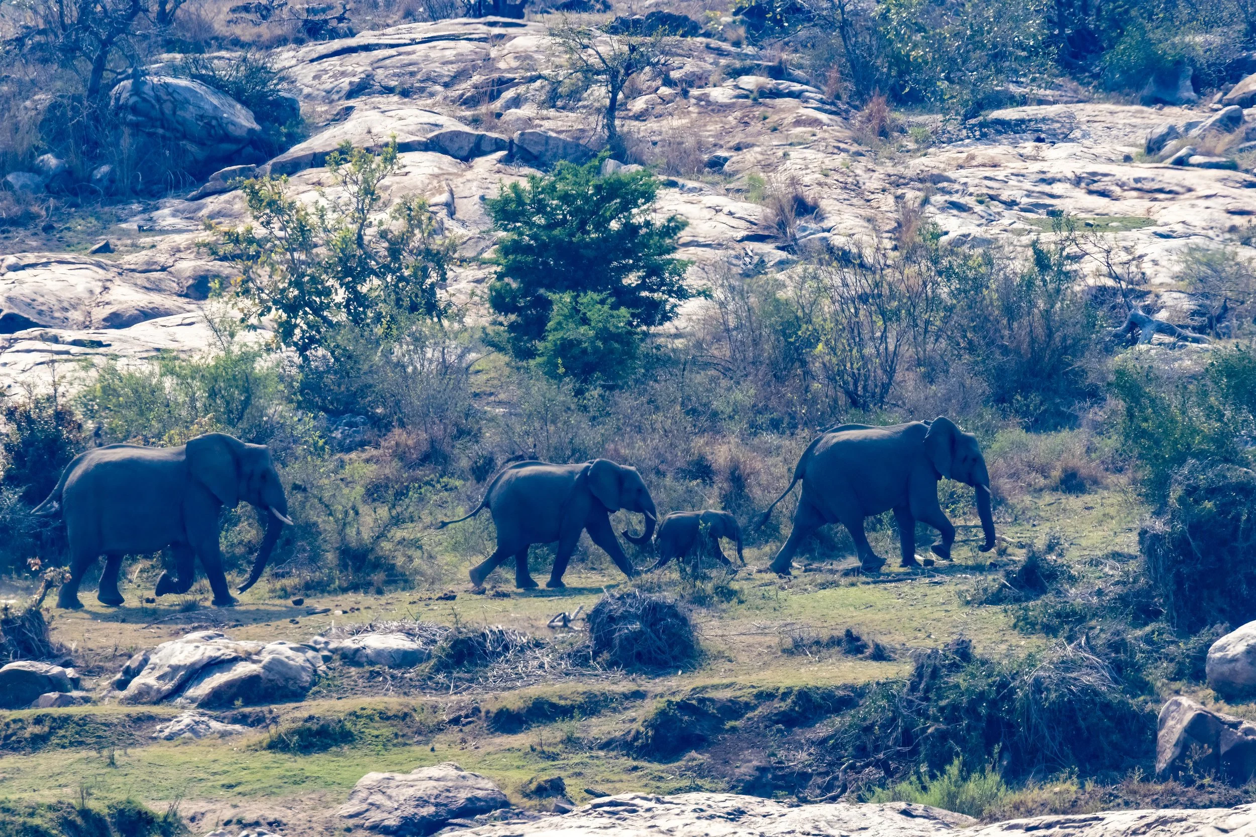 Elephants moving through the Bush Small.jpg