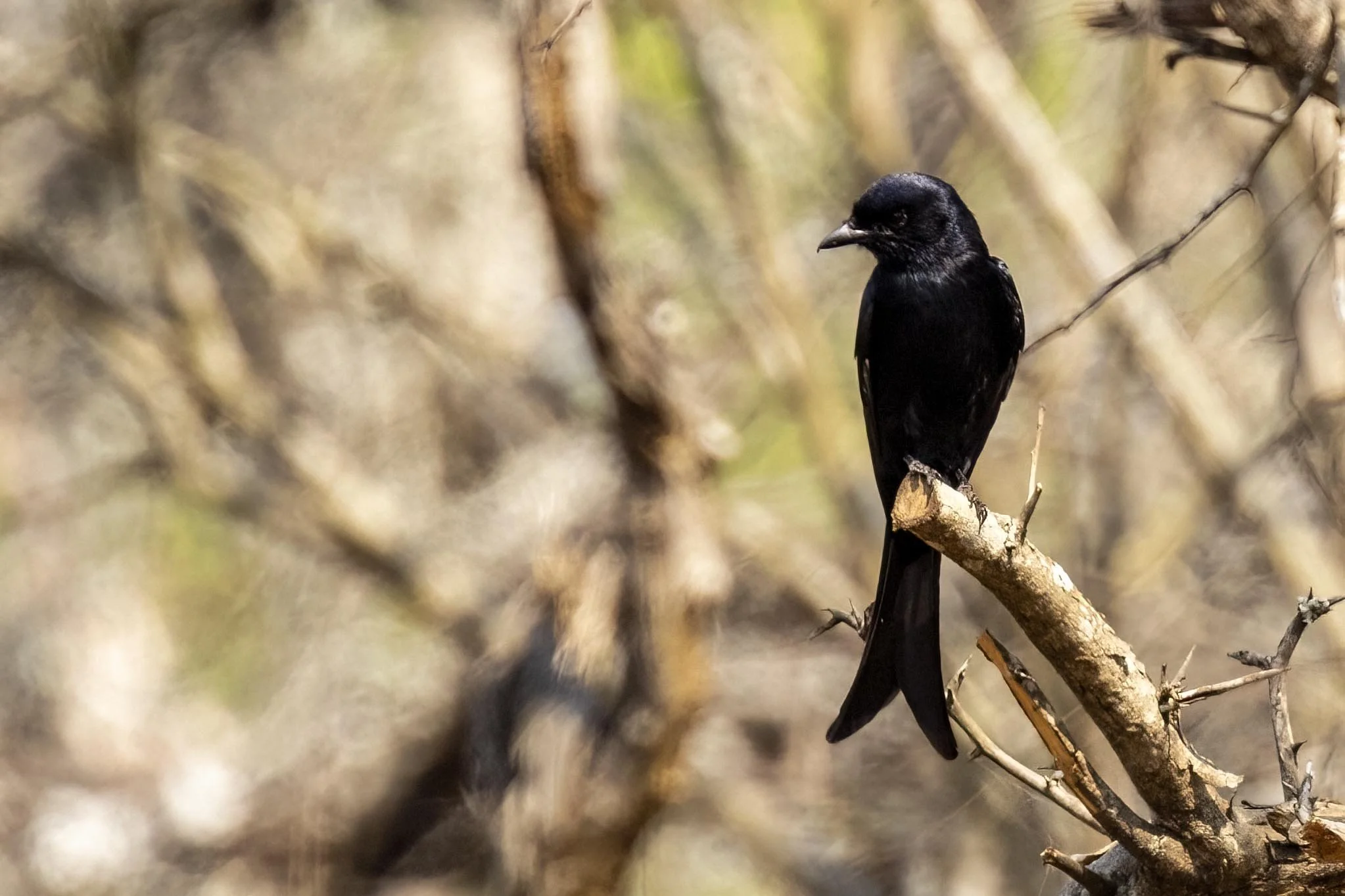 Fork Tailed Drongo Small.jpg