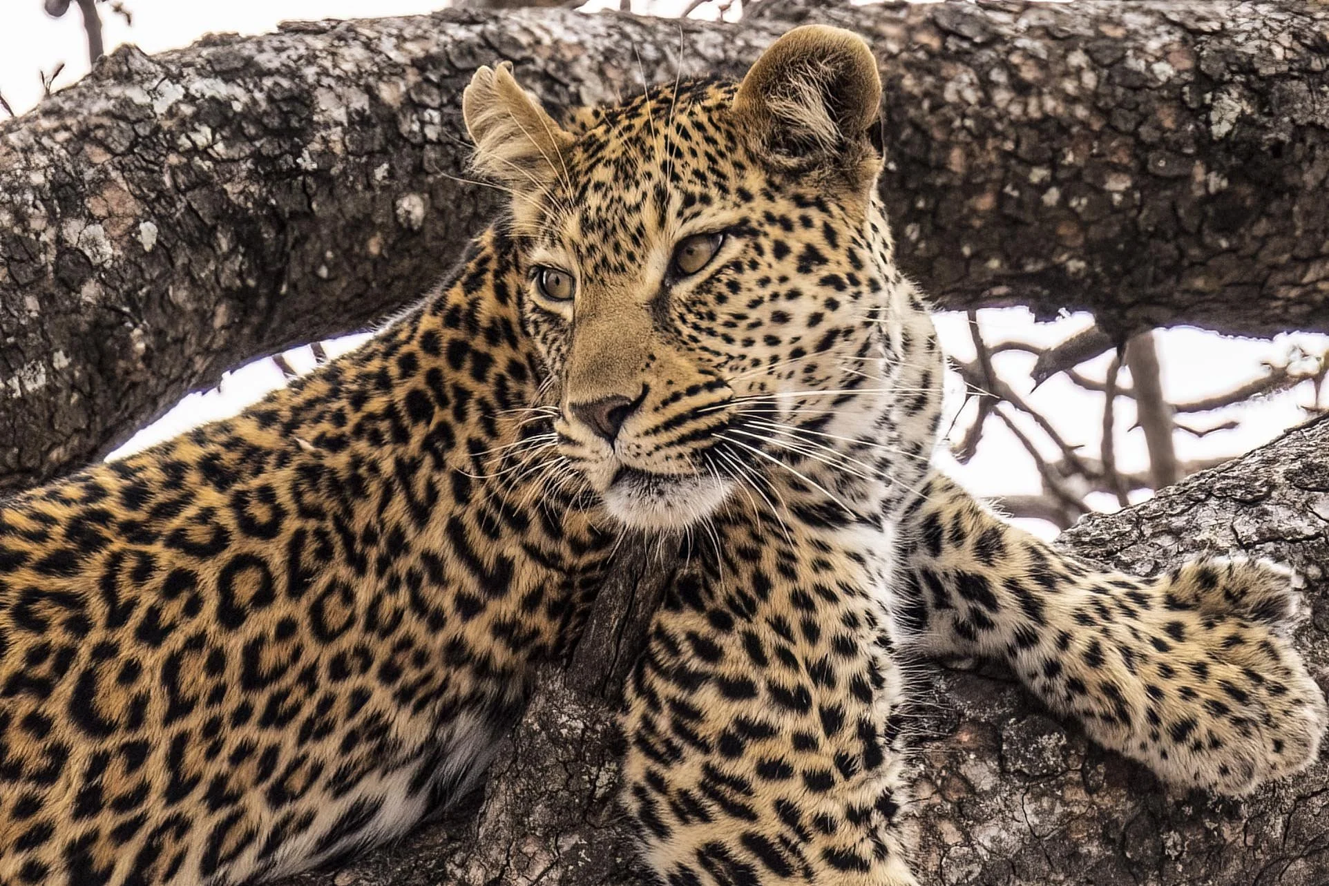 Leopard looking Back Small.jpg