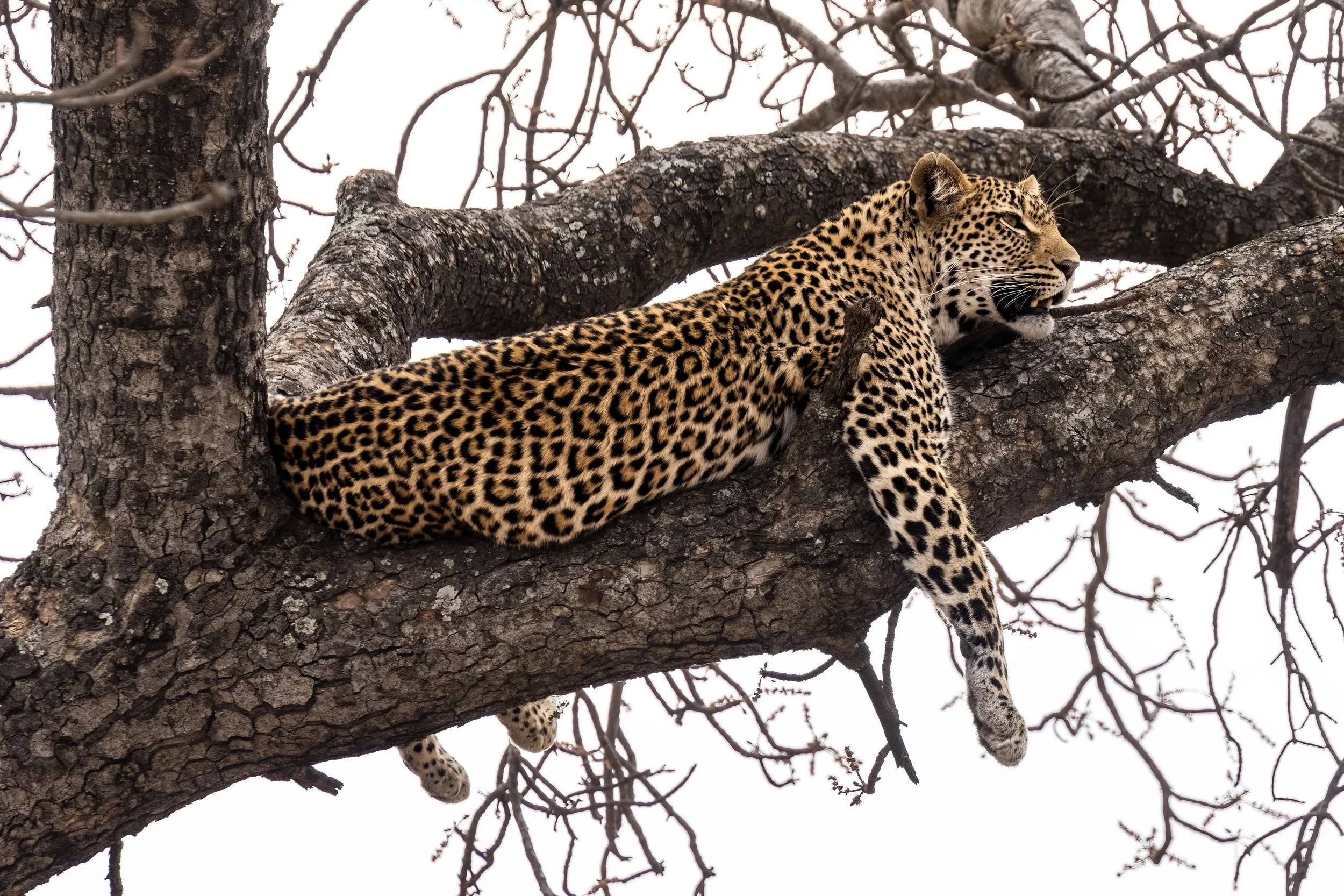Leopard resting in a tree Small.jpg