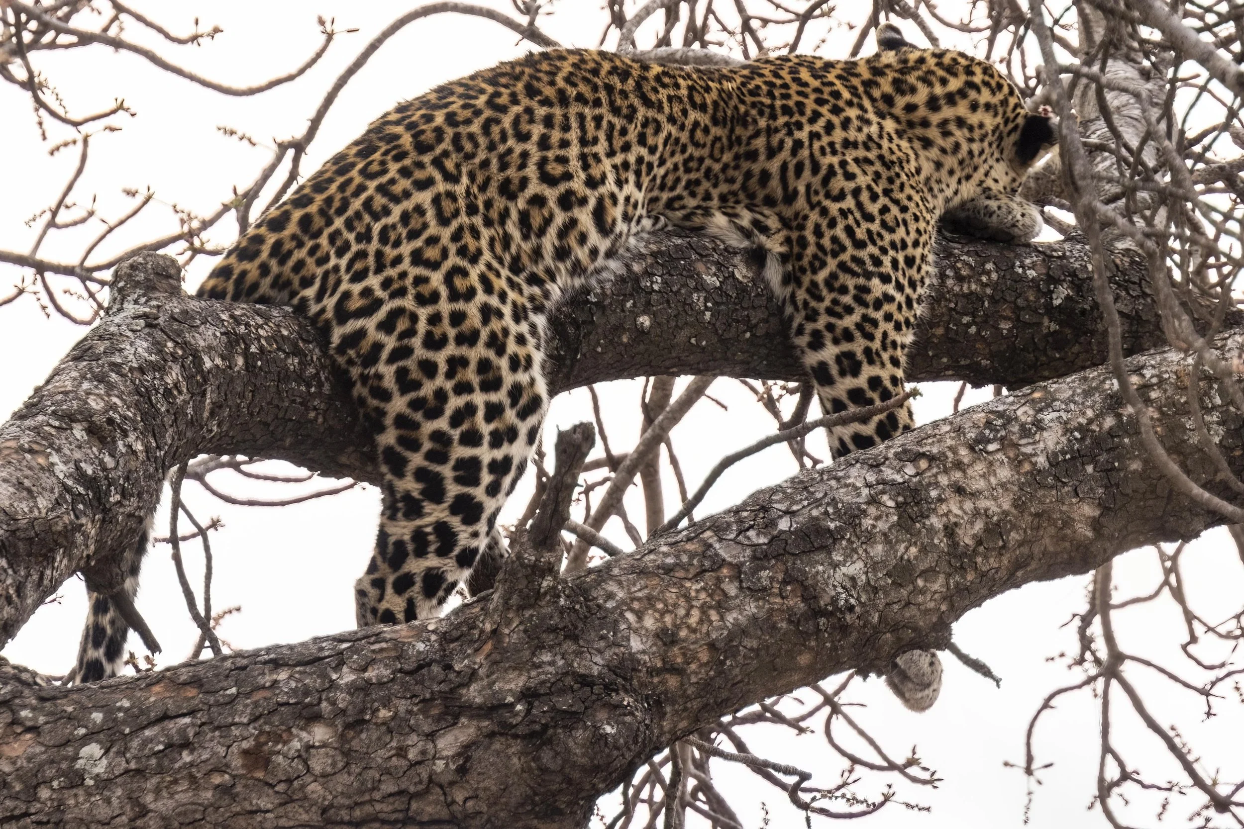 Leopard taking an afternoon nap in a tree Small.jpg