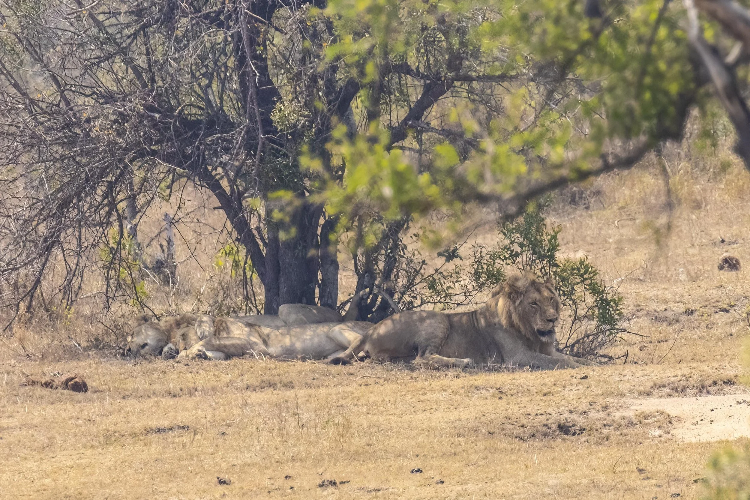 Lions in the Shade Small.jpg