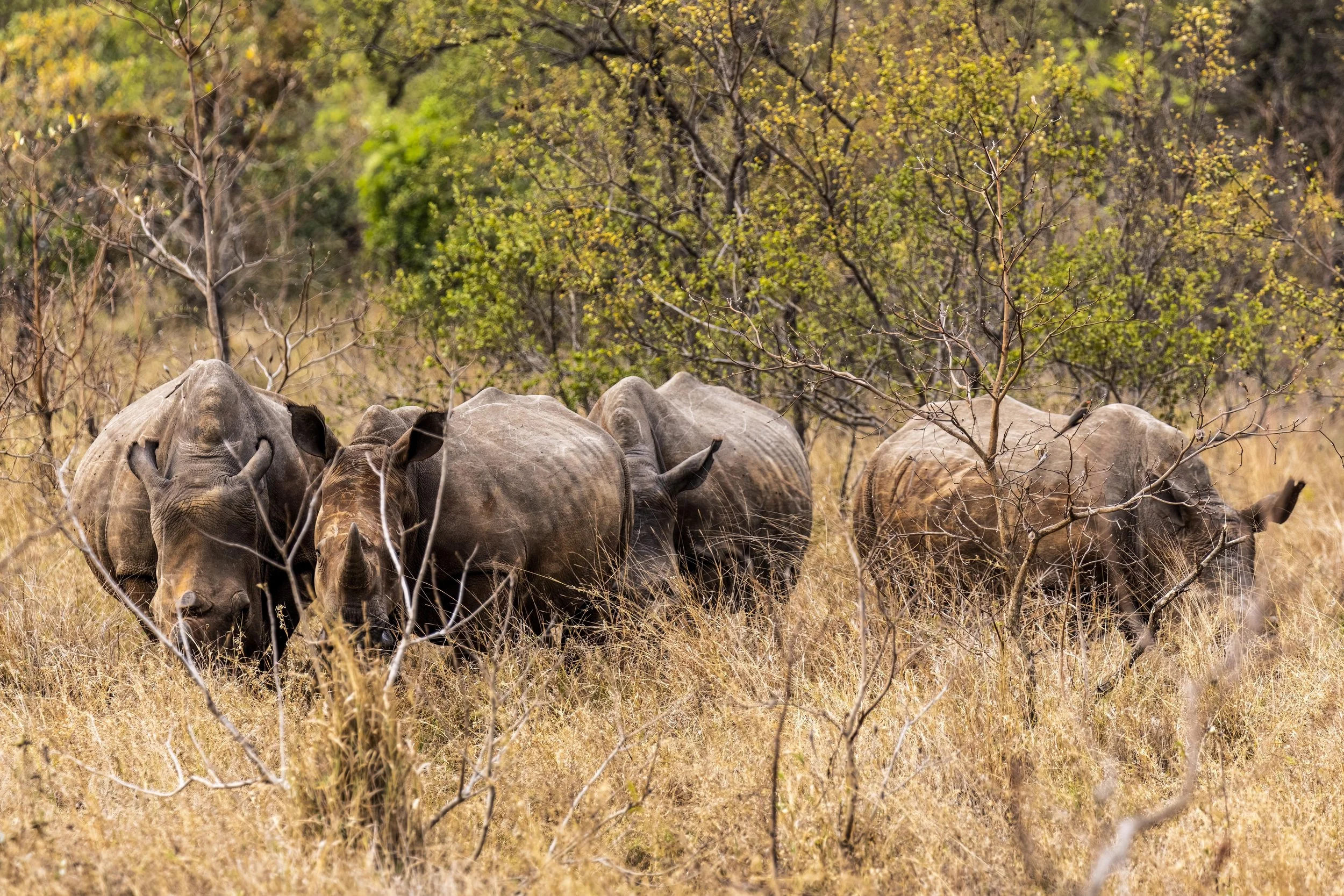 Rhinos in the Bush 1 Small.jpg