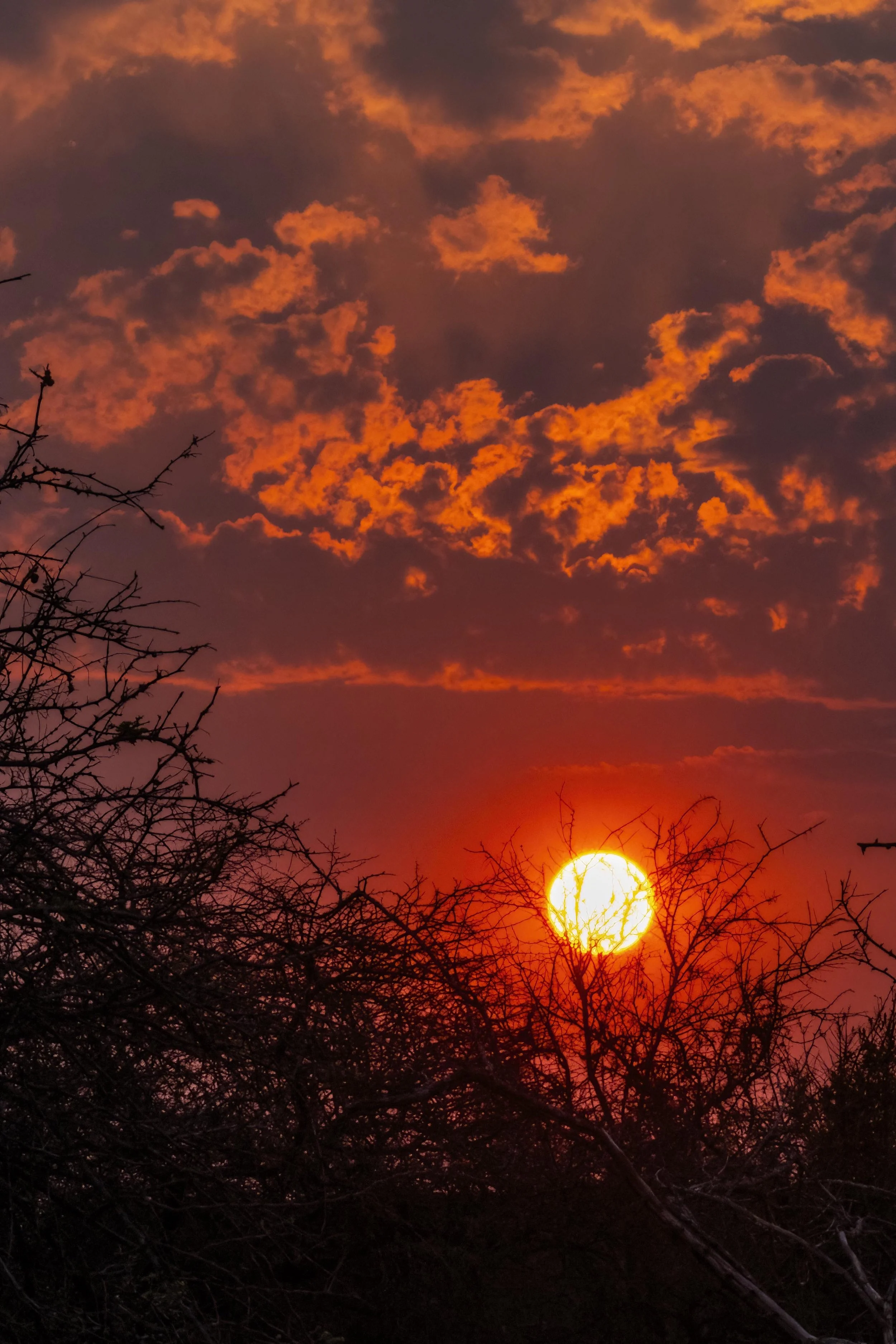 Sunset in the Bush Small.jpg