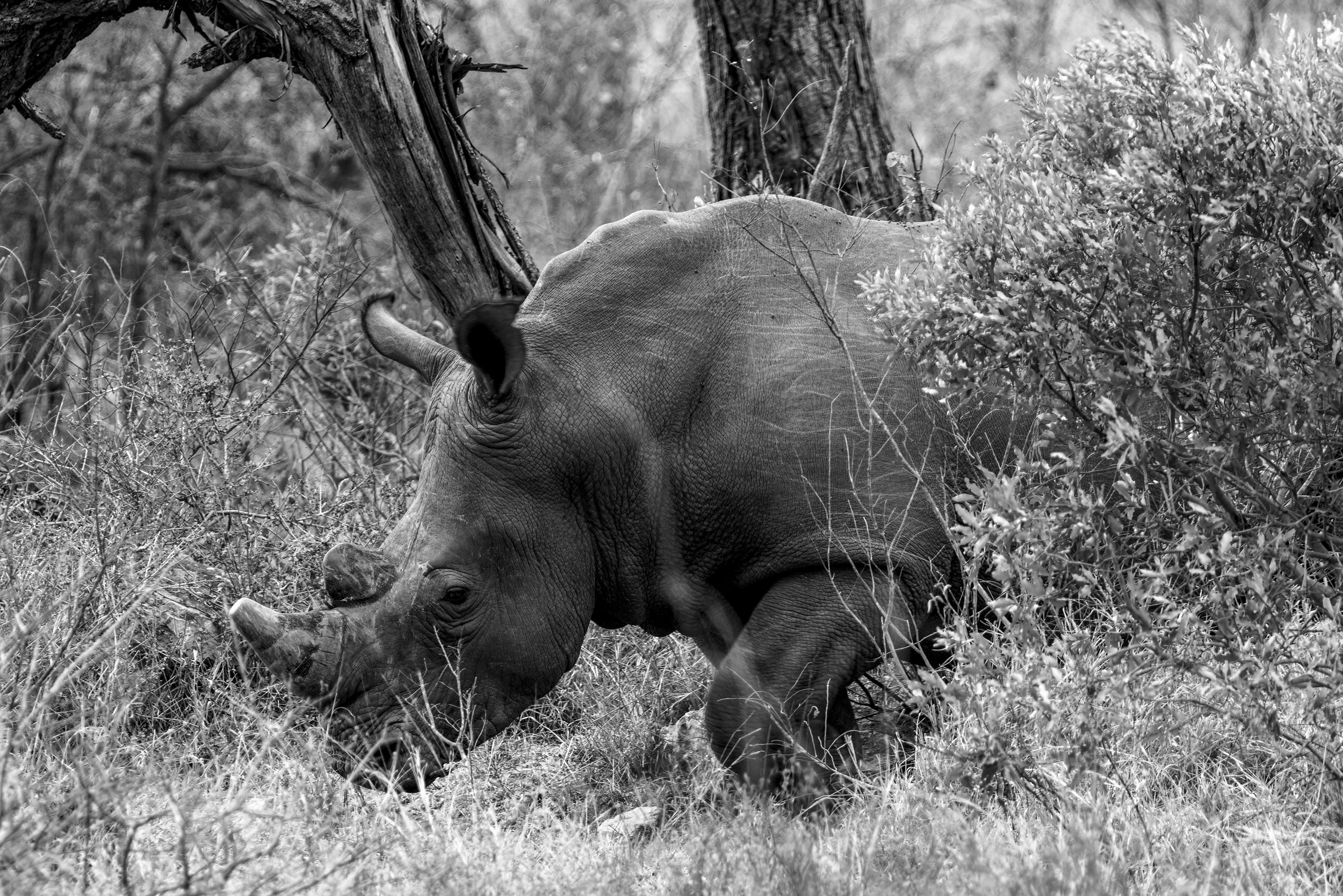Rhino in the Bush 2 B and W Small.jpg