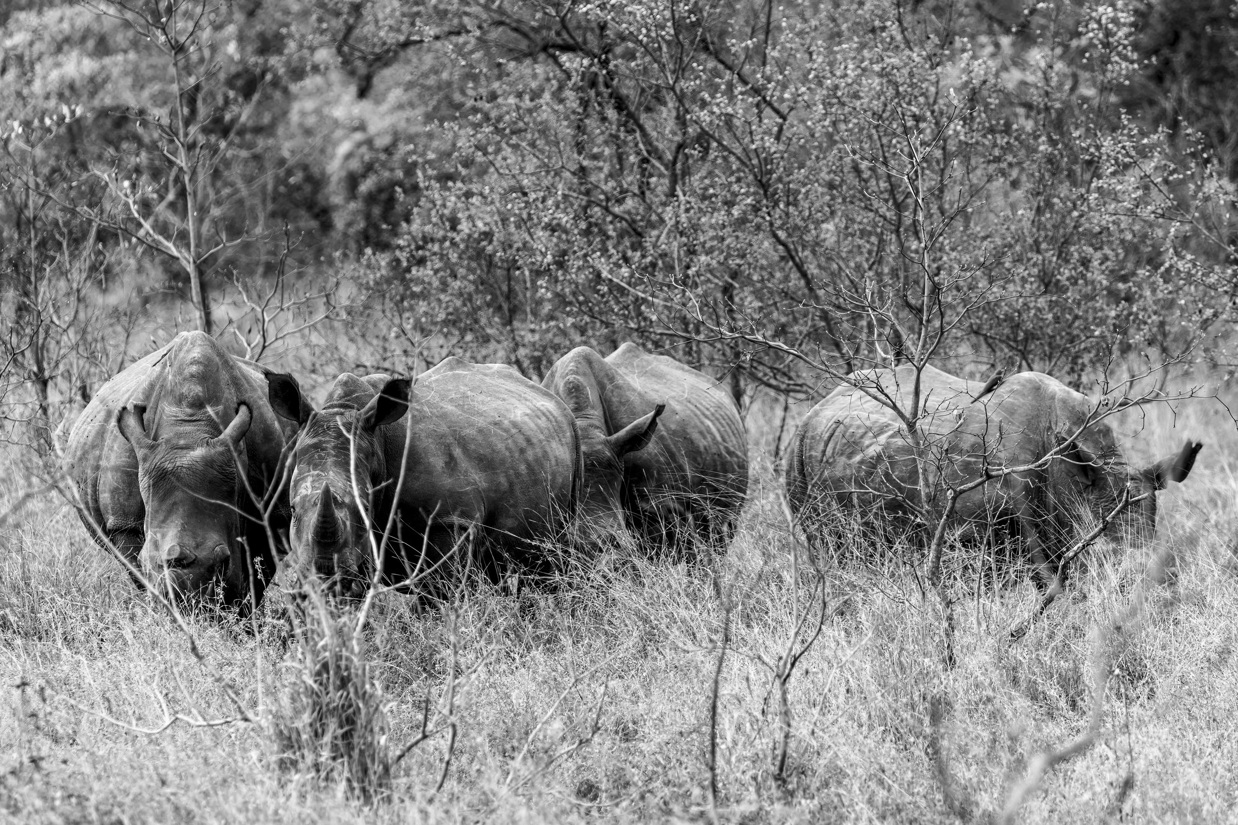 Rhinos in the Bush 1 B and W Small.jpg