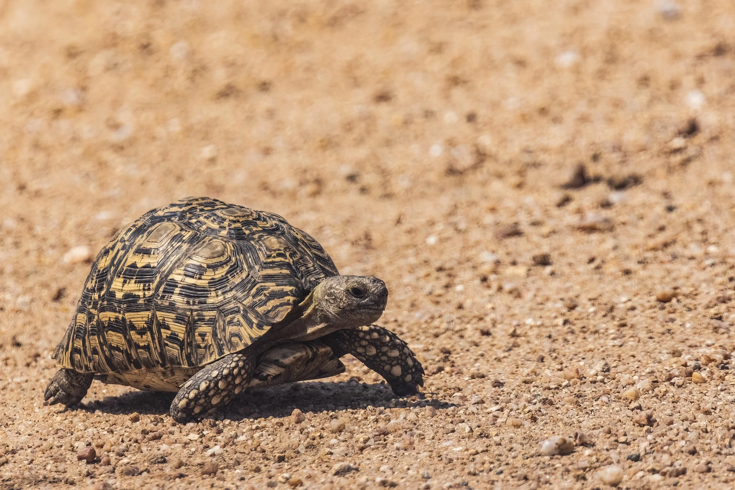 Leopard Tortoise Small.jpg